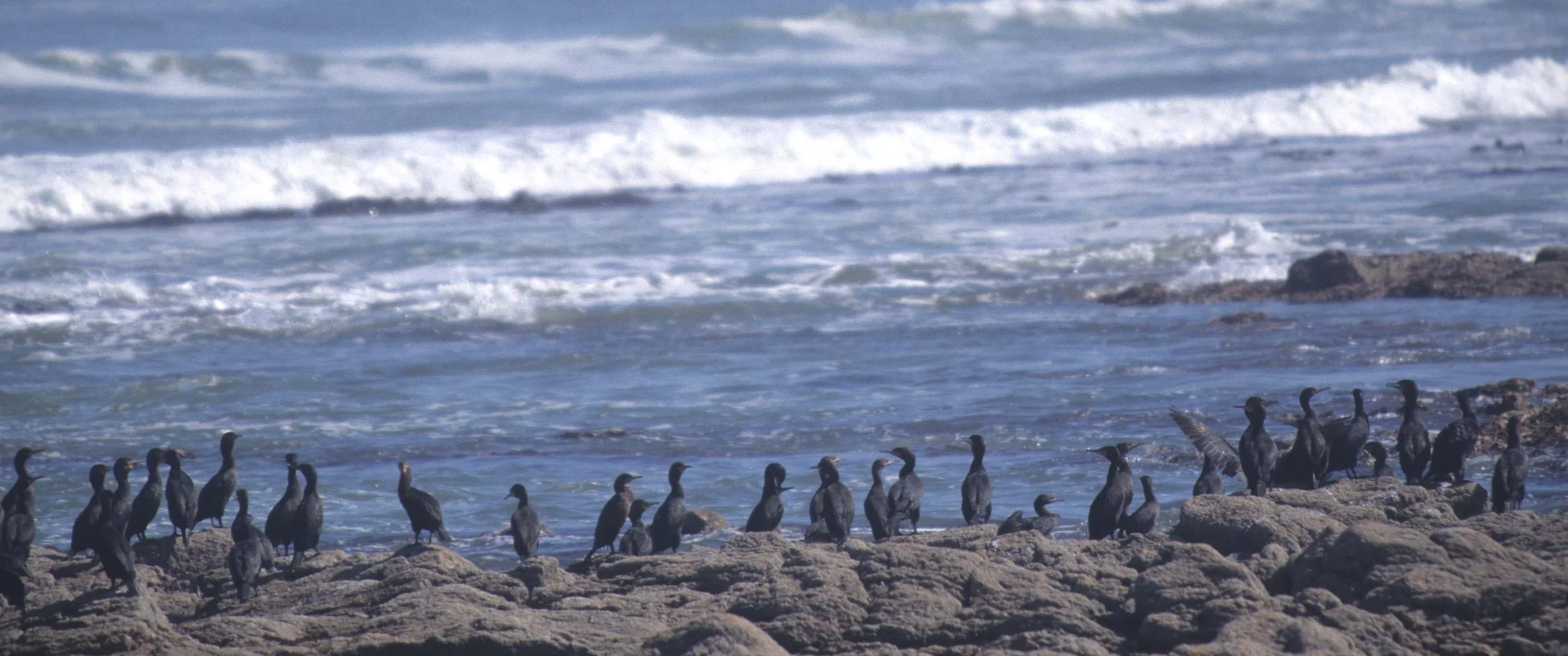BIRDS - CORMORANT - CAPE - NAMIBIA COAST.jpg