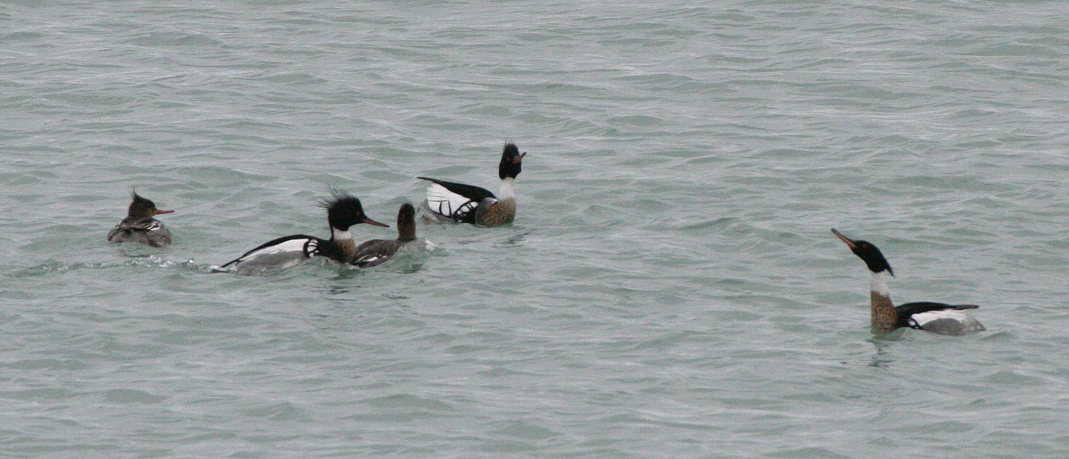 MERGANSER - RED-BREASTED MERGANSER - Mergus serrator - MONTROSE PARK CHICAGO (12).JPG