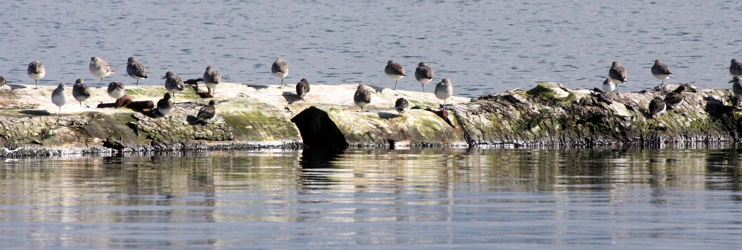 BIRD - PLOVER - BLACK-BELLIED PLOVER - ADULT NONBREEDING FORMS - PORT ANGELES HARBOR WA (6).JPG
