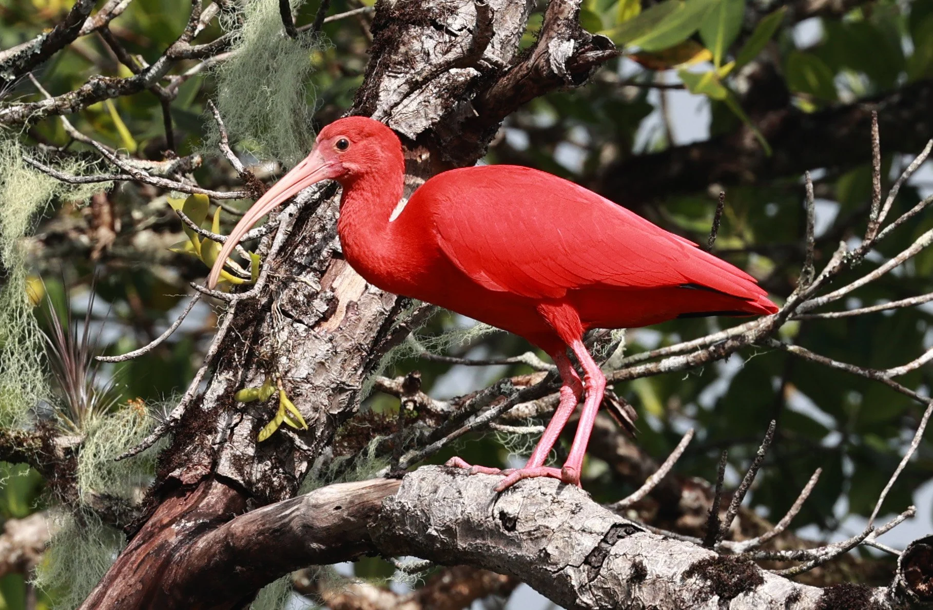 Scarlet Ibis (Eudocimus ruber) Superagüi National Park