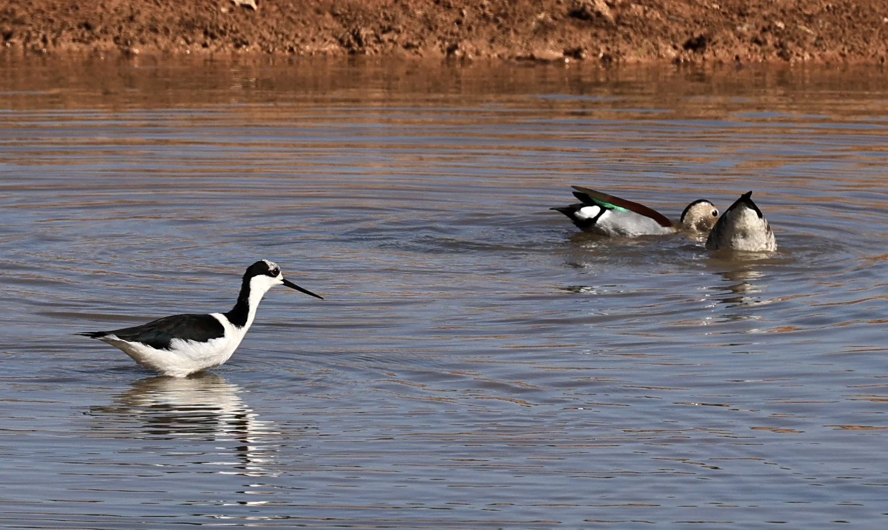 Black-necked Stilt (Himantopus mexicanus) Hotel Iparoma Campestre Paraguay (8).jpg