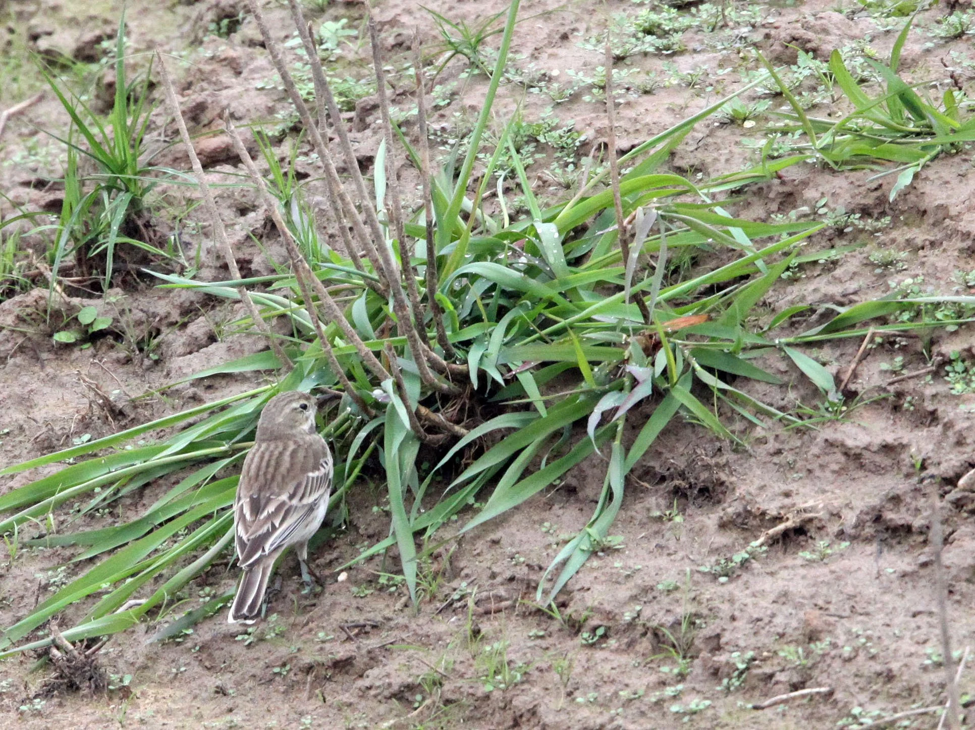 Water Pipit (Anthus spinoletta) NANJI HILL RESERVE POYANG LAKE JIANGXI PROVINCE CHINA (2).JPG