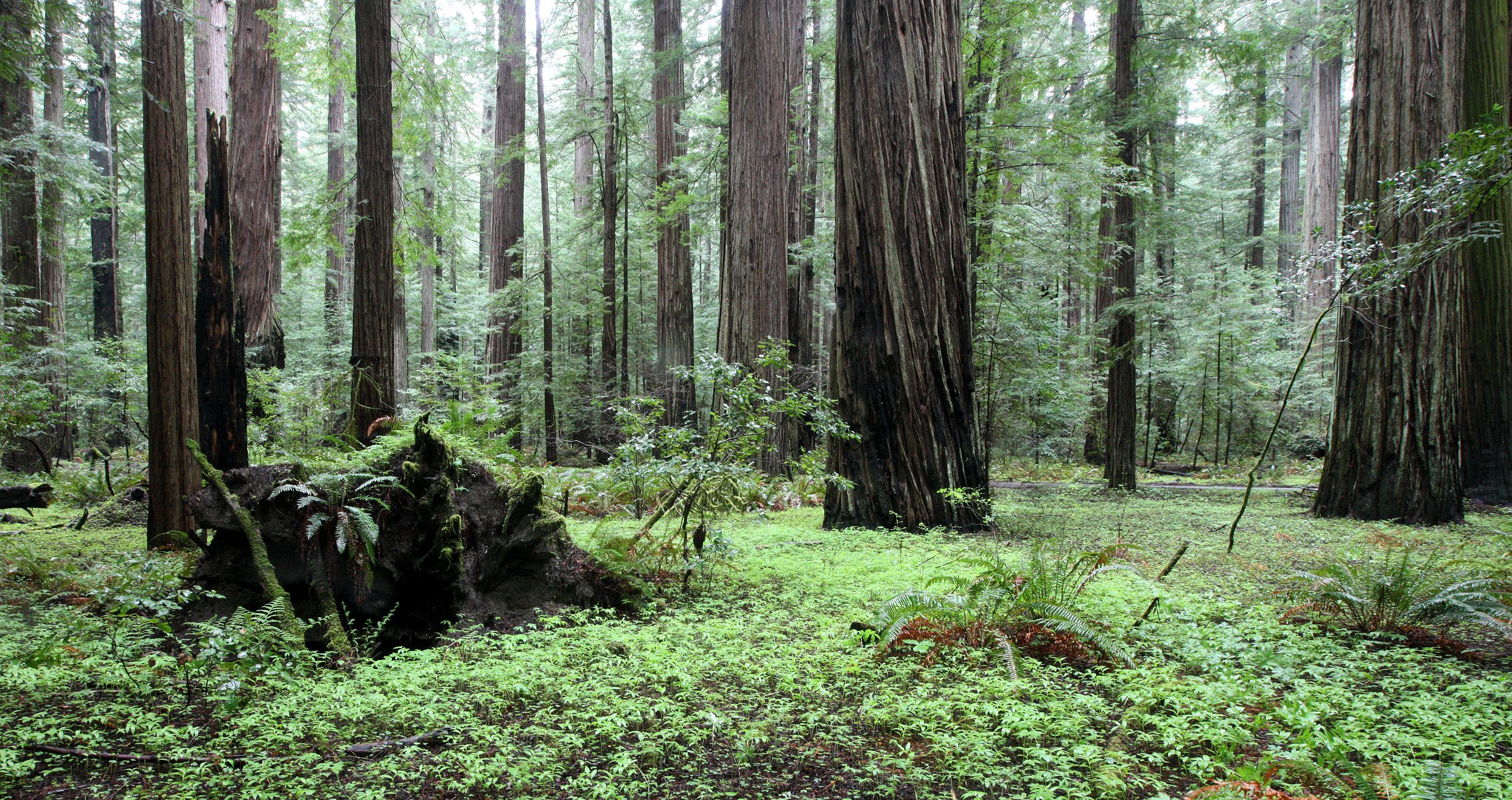 AVENUE OF THE GIANTS - HUMBOLDT REDWOODS STATE PARK CAL - ALBEE CREEK CAMPGROUNDS AREA (17).JPG