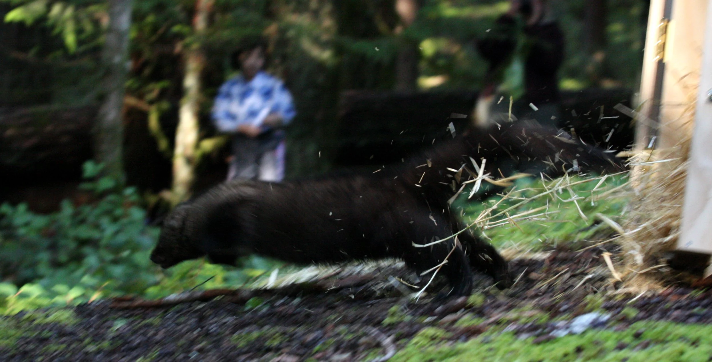 MUSTELID - FISHER - FINAL RELEASE ON 2-20-2010 (20).JPG