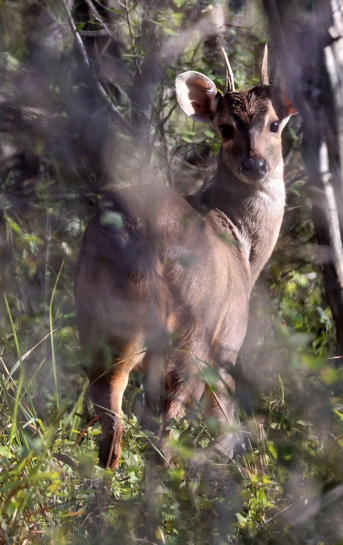 Southern Brown Brocket (Subulo gouazoubira) Selva Serena Natural Reserve (40).jpg