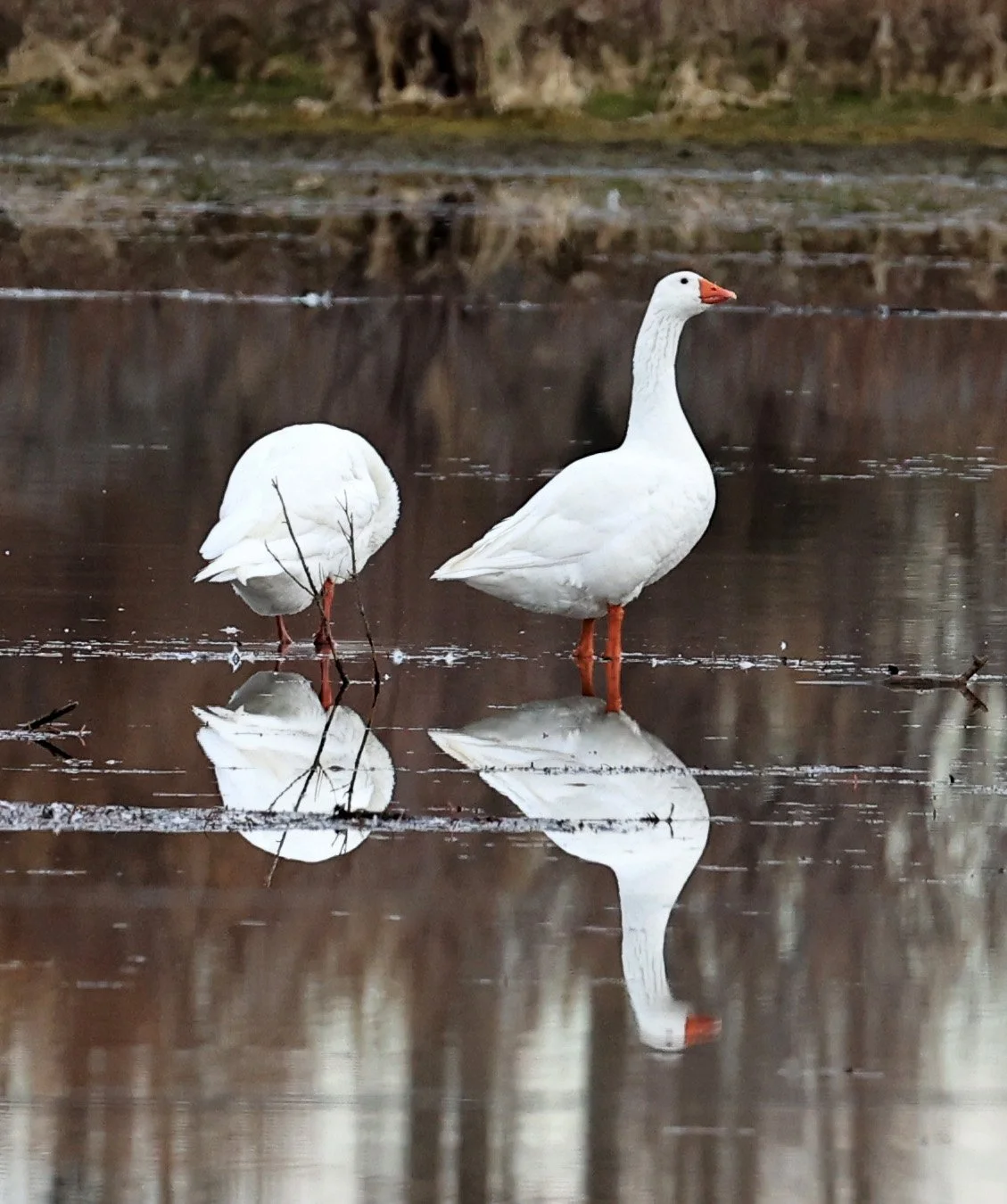 Emden or Embden breed of Domestic Goose - Lagunas del Ornitólogo, Trelew Argentina (5).jpg