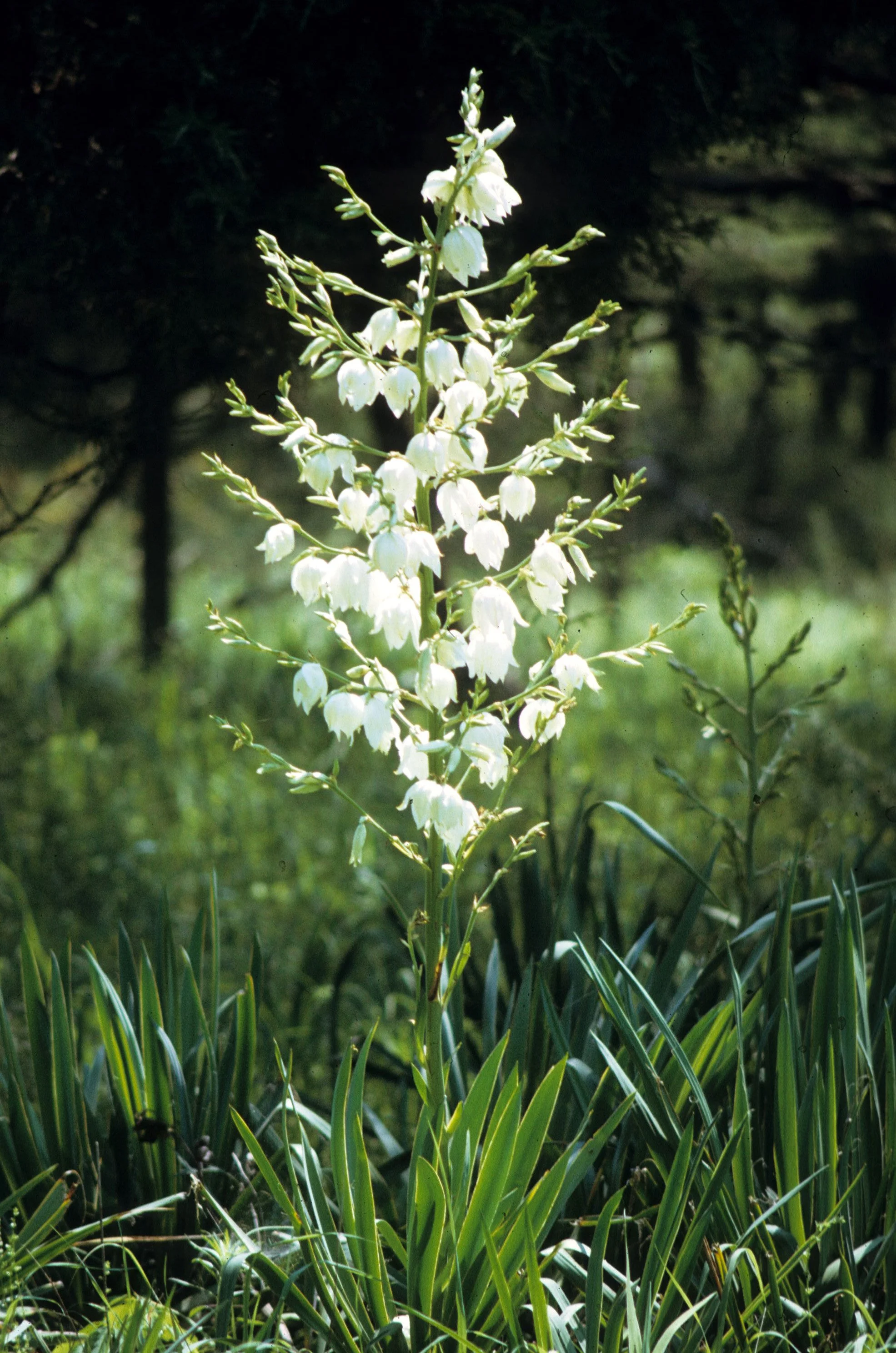 1972 - SUMMER TRIP - VIRGINIA - LILIACEAE PLANT SPECIES.jpg