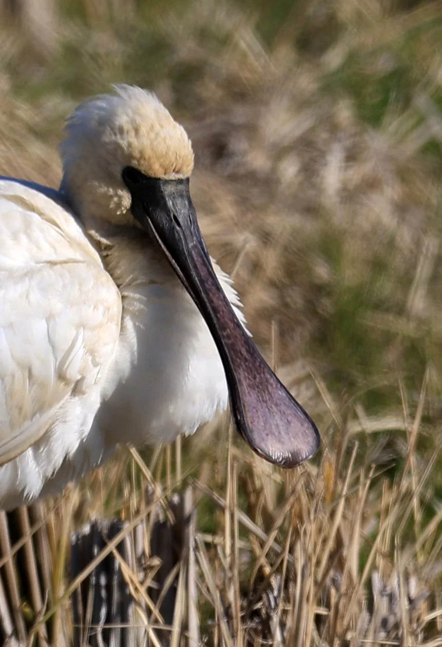 Black-faced Spoonbill (Platalea minor) Izumi Crane Center and Fields Izumi Kagoshima Japan (10).jpg
