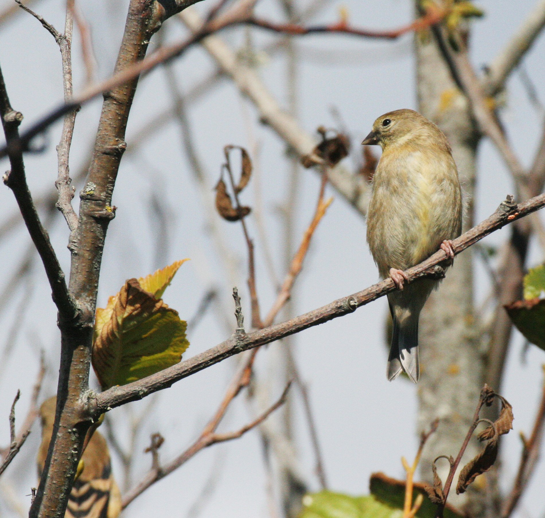 Pine siskin (Spinus pinus) Elwha Valley, Whiskey Bend Trail (5).JPG