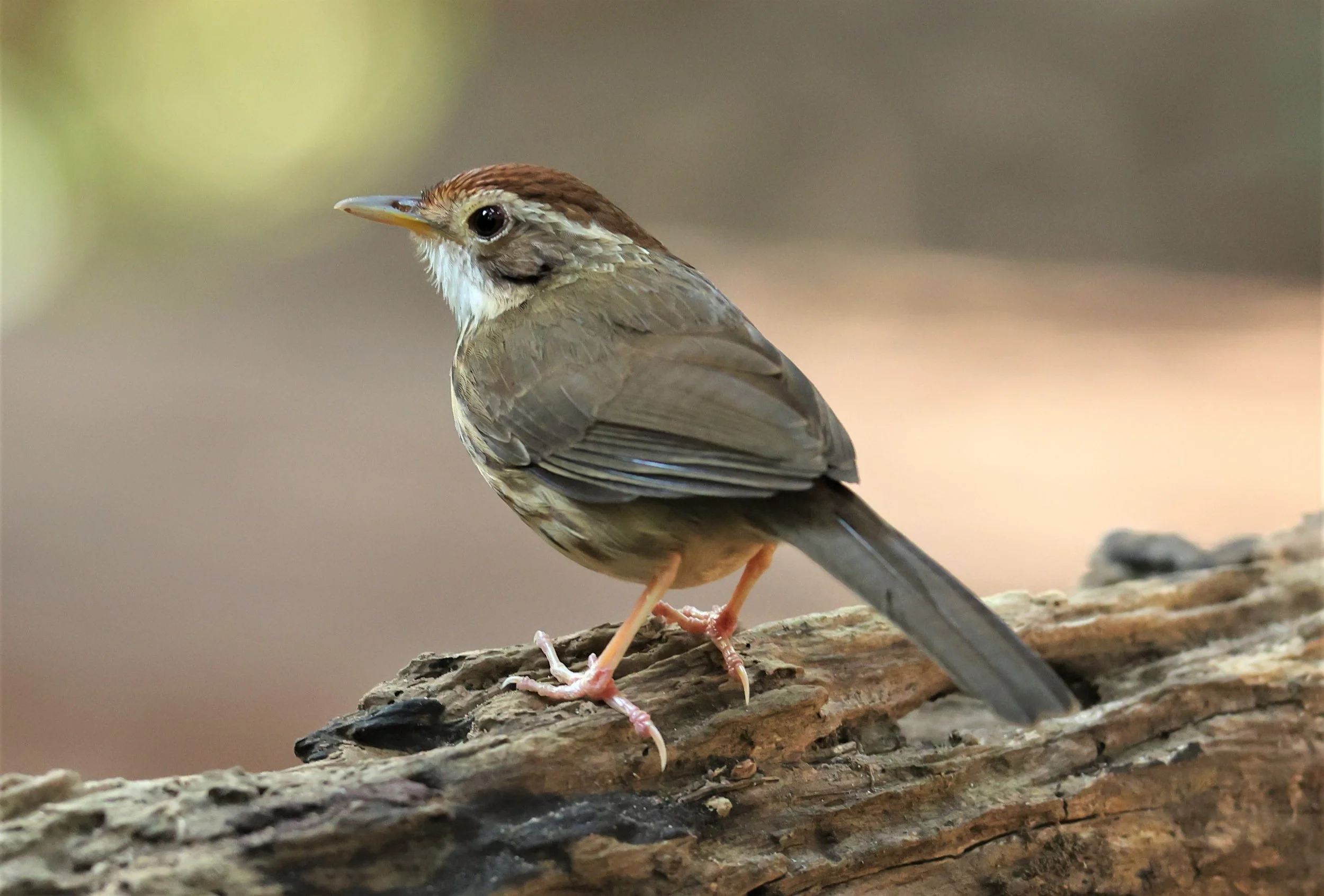 BABBLER - PUFF-THROATED BABBLER - Pellorneum ruficeps - PETCHABURI PROVINCE - NUY HIDE NEAR KAENG KRACHAN JAN 2022 (2).jpg