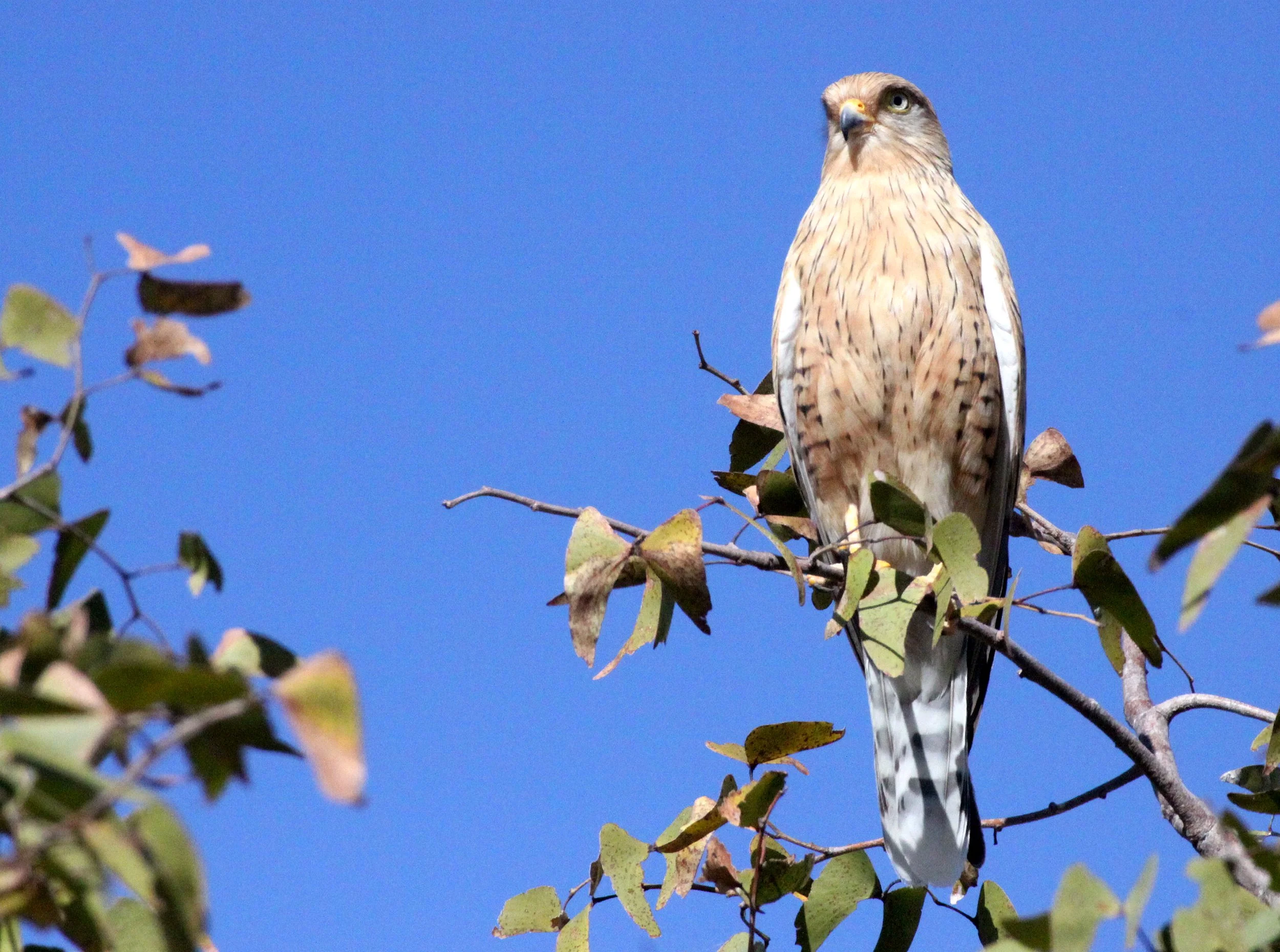 BIRD - KESTREL - GREATER KESTREL - ETOSHA NATIONAL PARK NAMIBIA (7).JPG