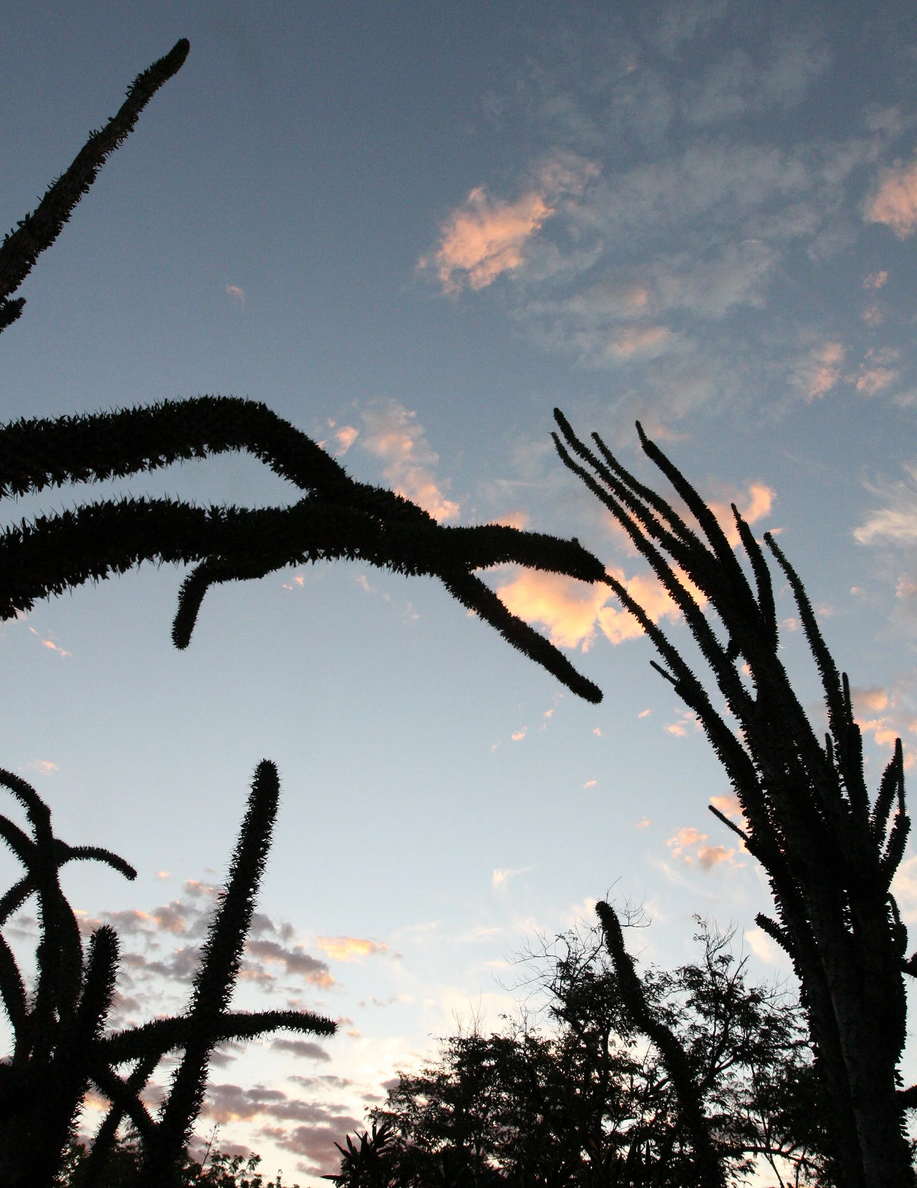 BERENTY RESERVE MADAGASCAR - SUNSET OVER THE SPINY FOREST (17).JPG
