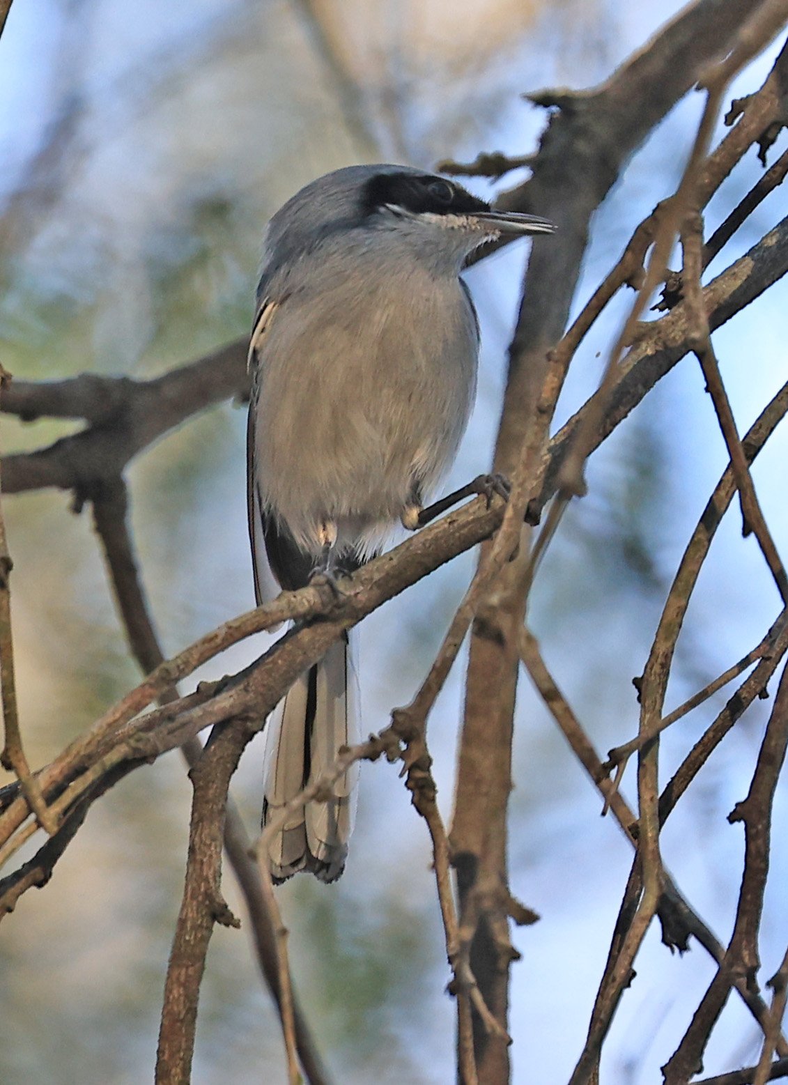 Masked Gnatcatcher (Polioptila dumicola) Estancia Campo'i Paraguay (4).jpg