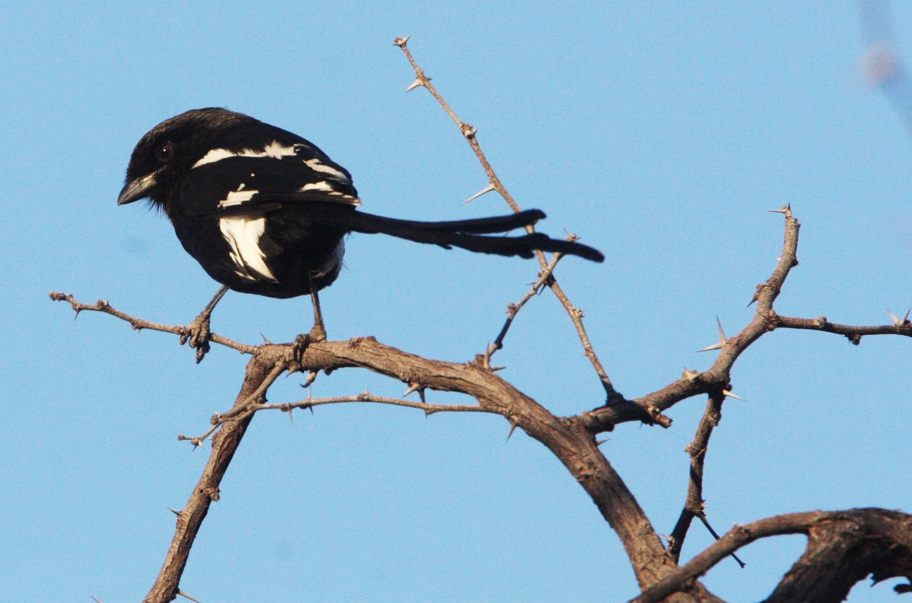 Magpie (Long-tailed) Shrike (Lanius melanoleucus) Khwai Camp Botswana (3).JPG