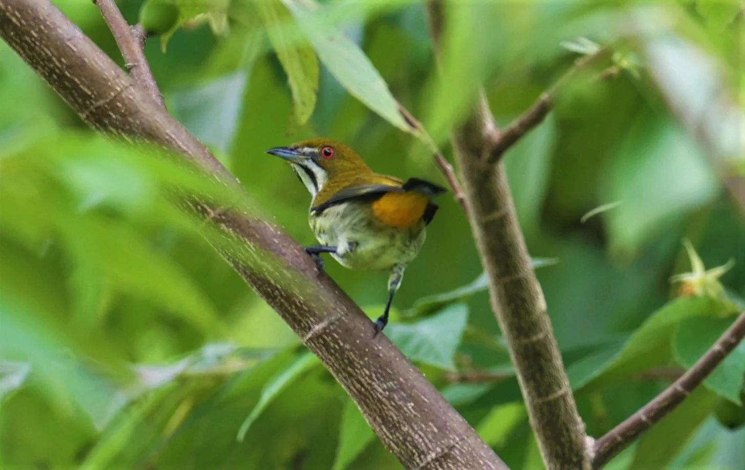 FLOWERPECKER - YELLOW-VENTED FLOWERPECKER - Dicaeum chrysorrheum - BAAN MAKA GARDEN & VICINITY PETCHABURI 12 SEPTEMBER 2021 (25).jpg