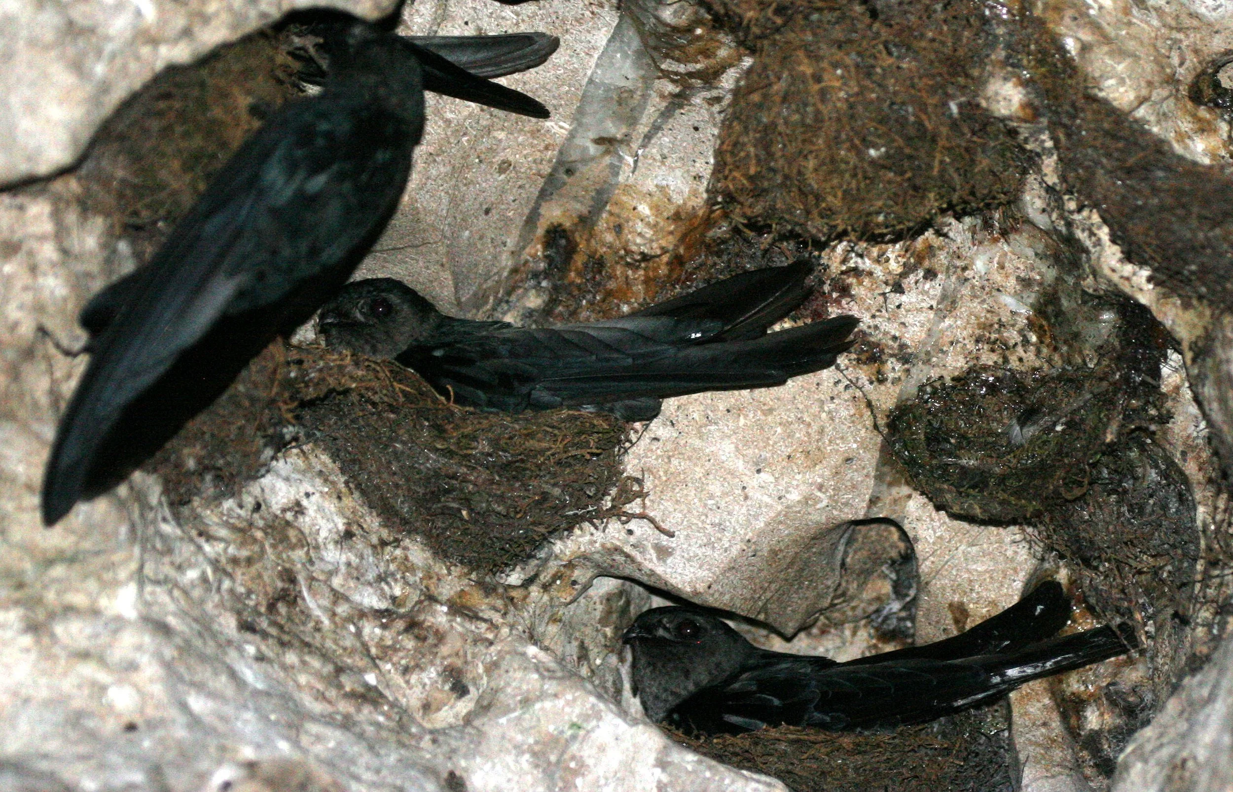 Black-nest Swiftlet (Collocalia maxima) Gamontong Caves Borneo (10).JPG