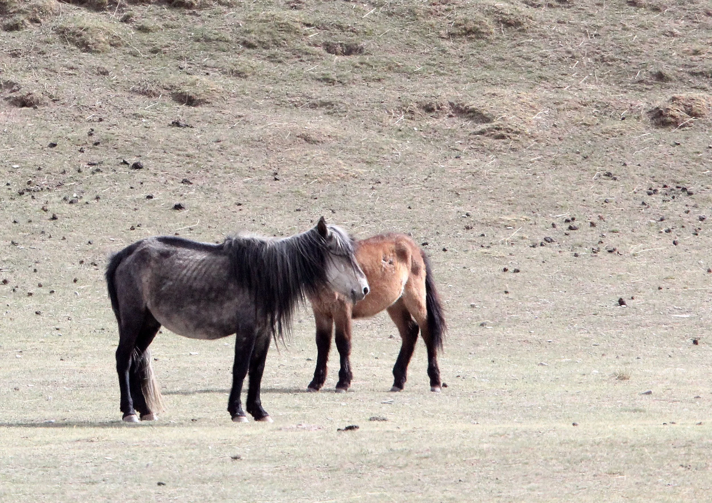 EQUID - TIBETAN HORSE - QINGHAI LAKE CHINA (1).JPG