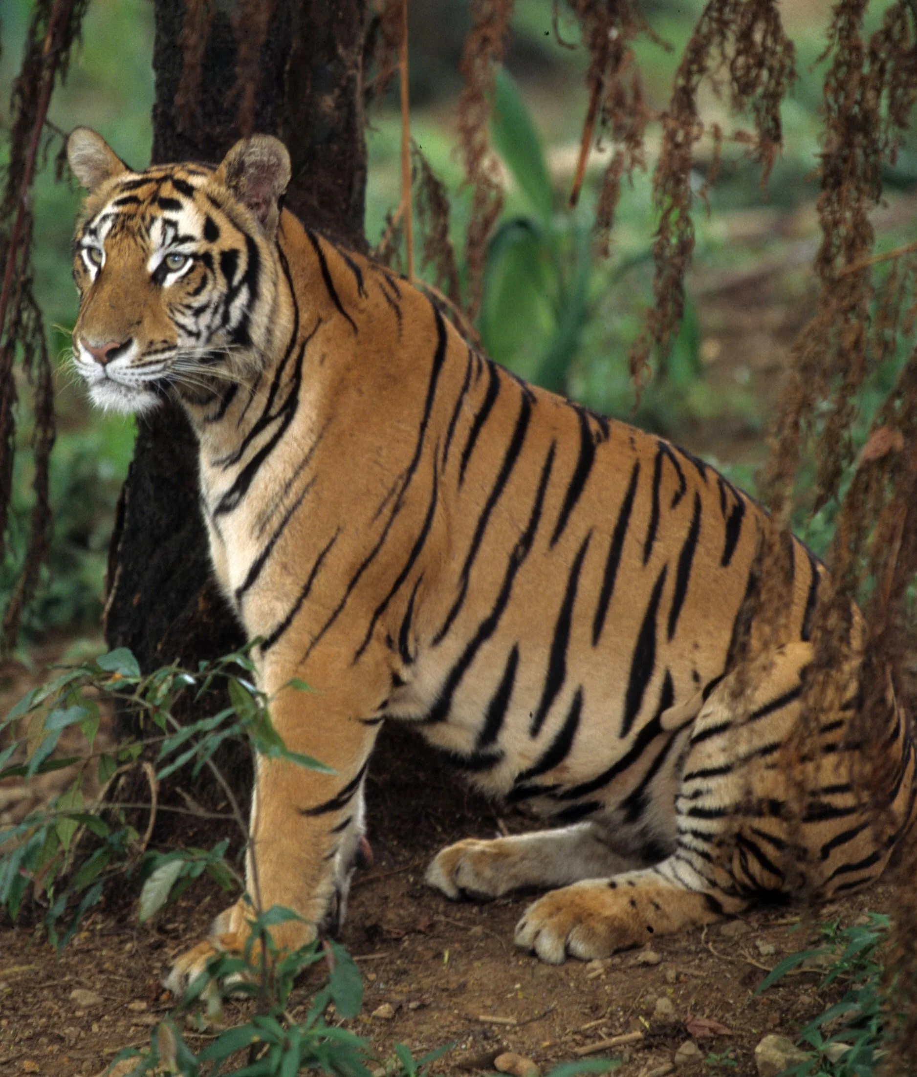 TIGER C.jpg