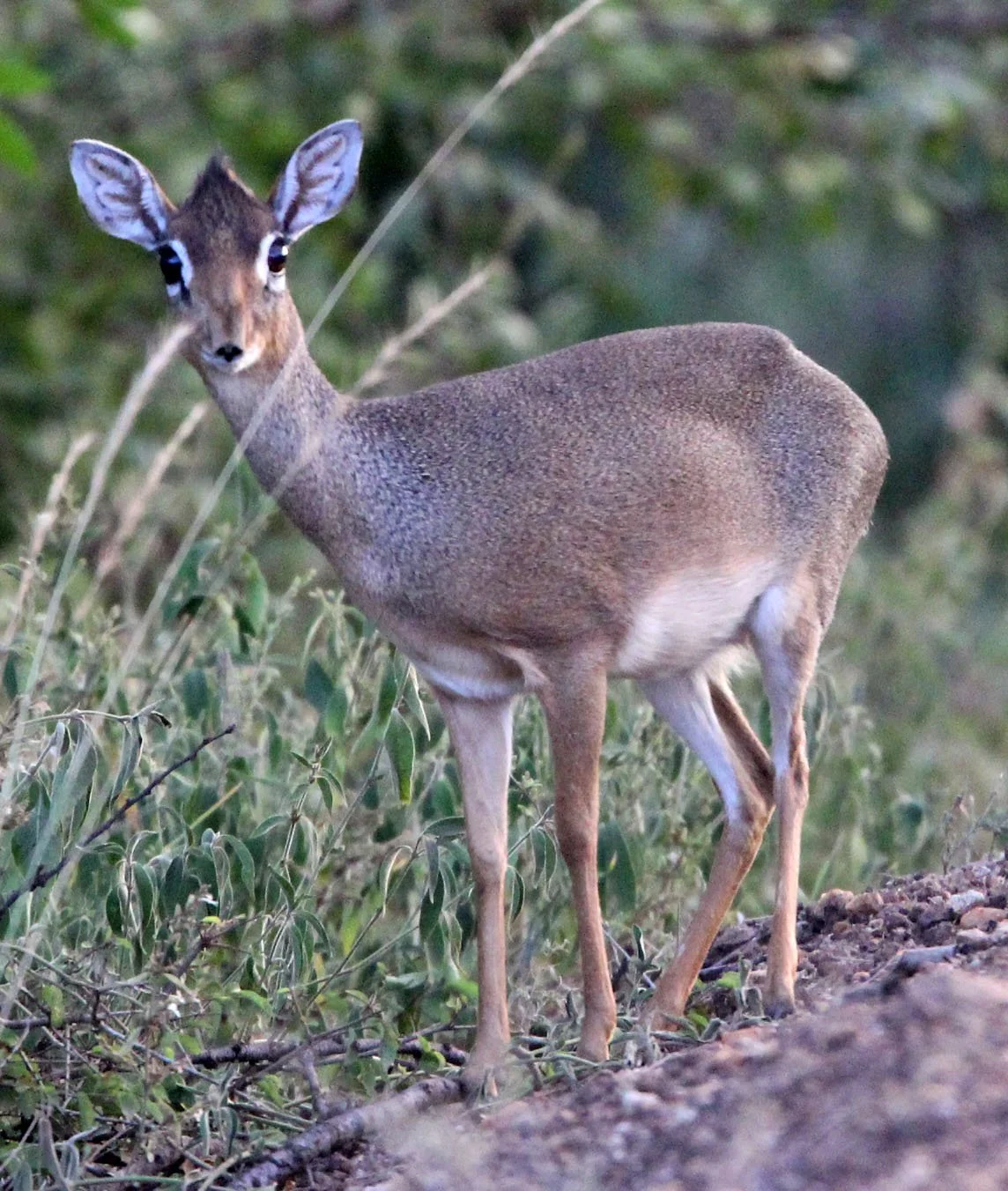 Kirk's Dik Dik - Madoqua kirkii 