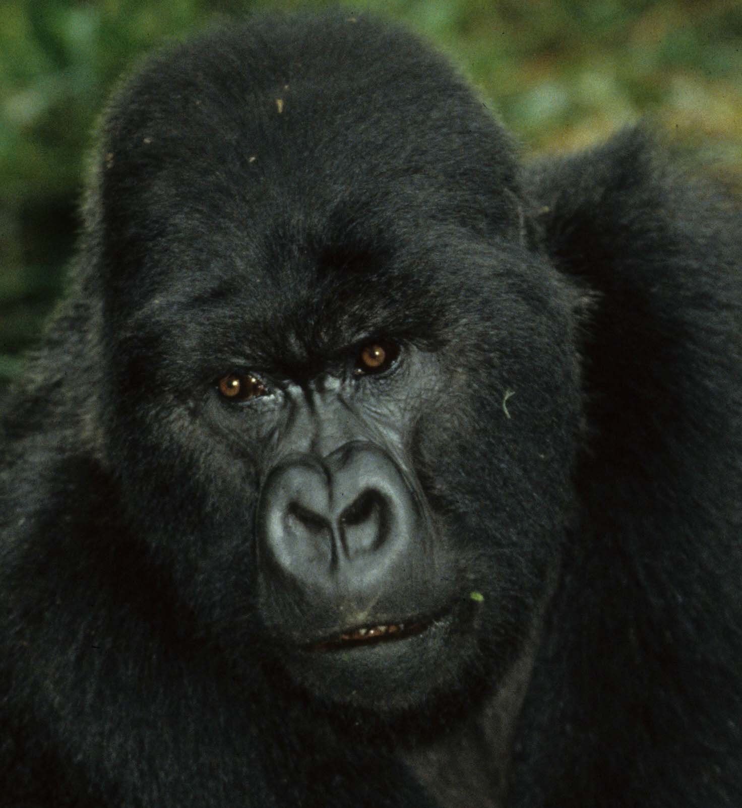 PRIMATE - GORILLA-RWANDA PARC DU VULCANS (86).jpg