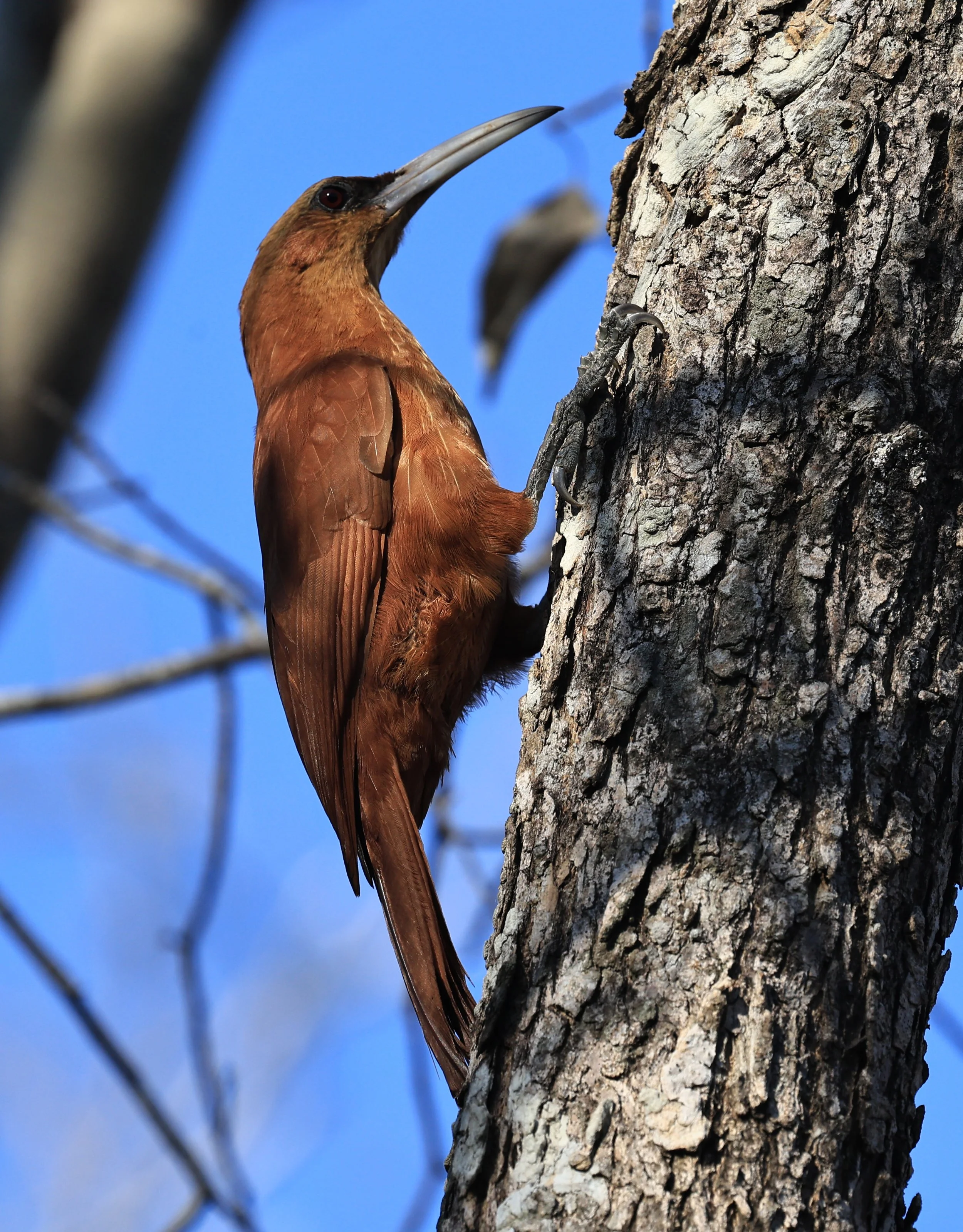 Great Rufous Woodcreeper (Xiphocolaptes major) Agua Dulce Paraguay (14).jpg