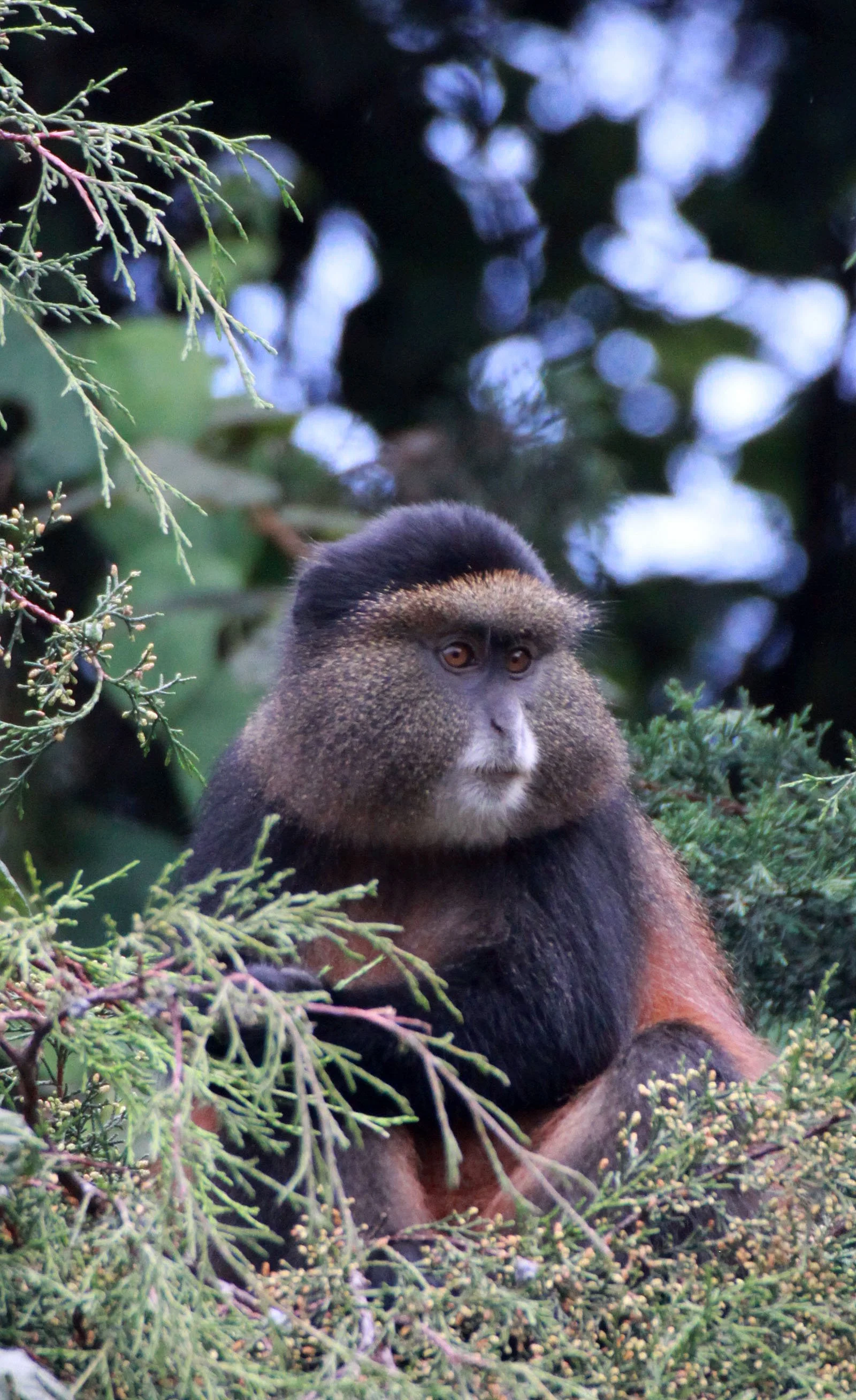 CERCOPITHECIDAE - Cercopithecus kandti - VIRUNGA GOLDEN MONKEY - PARK DU VULCANS RWANDA (309).JPG
