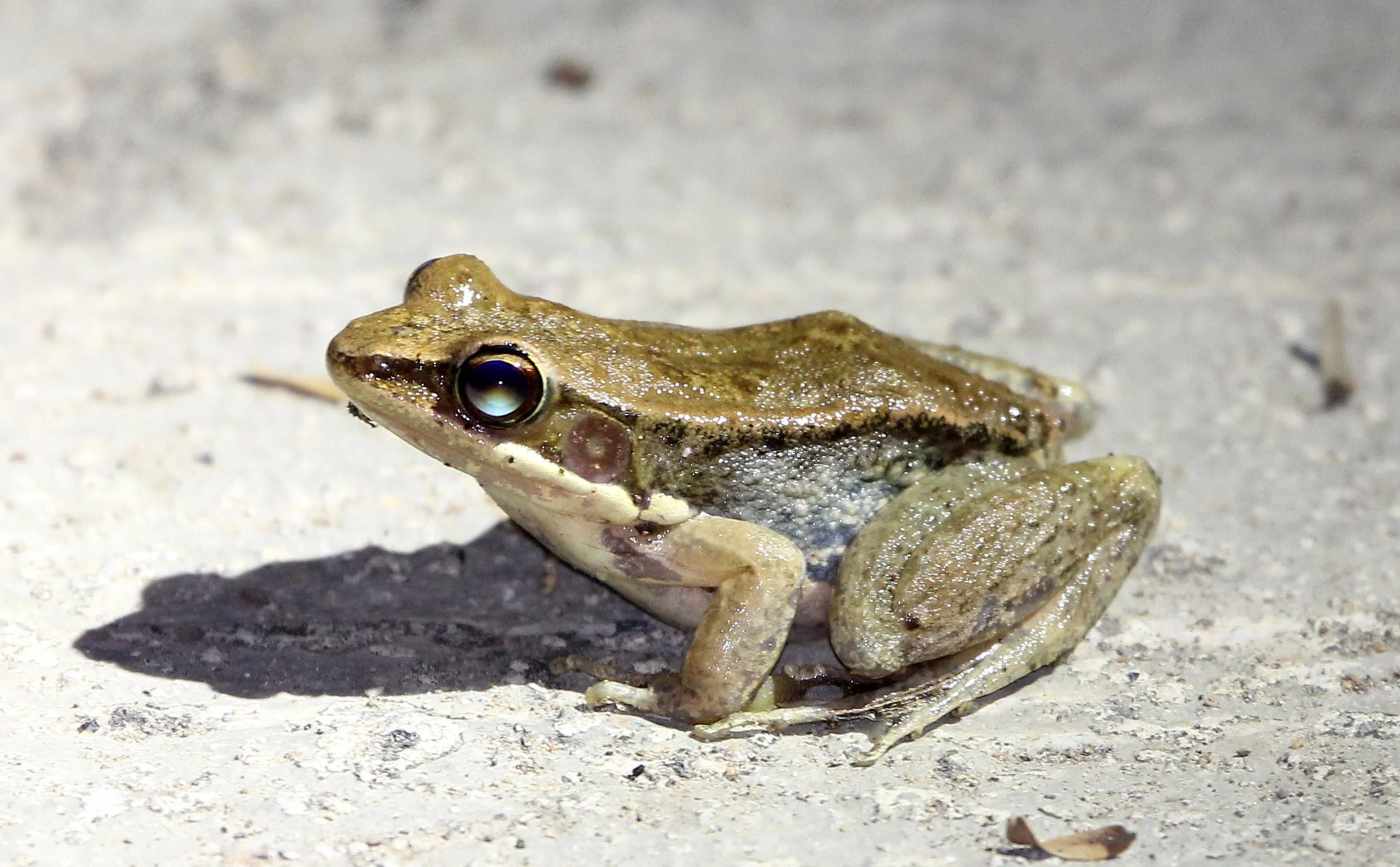 KAENG KRACHAN  NATIONAL PARK THAILAND (5).JPG