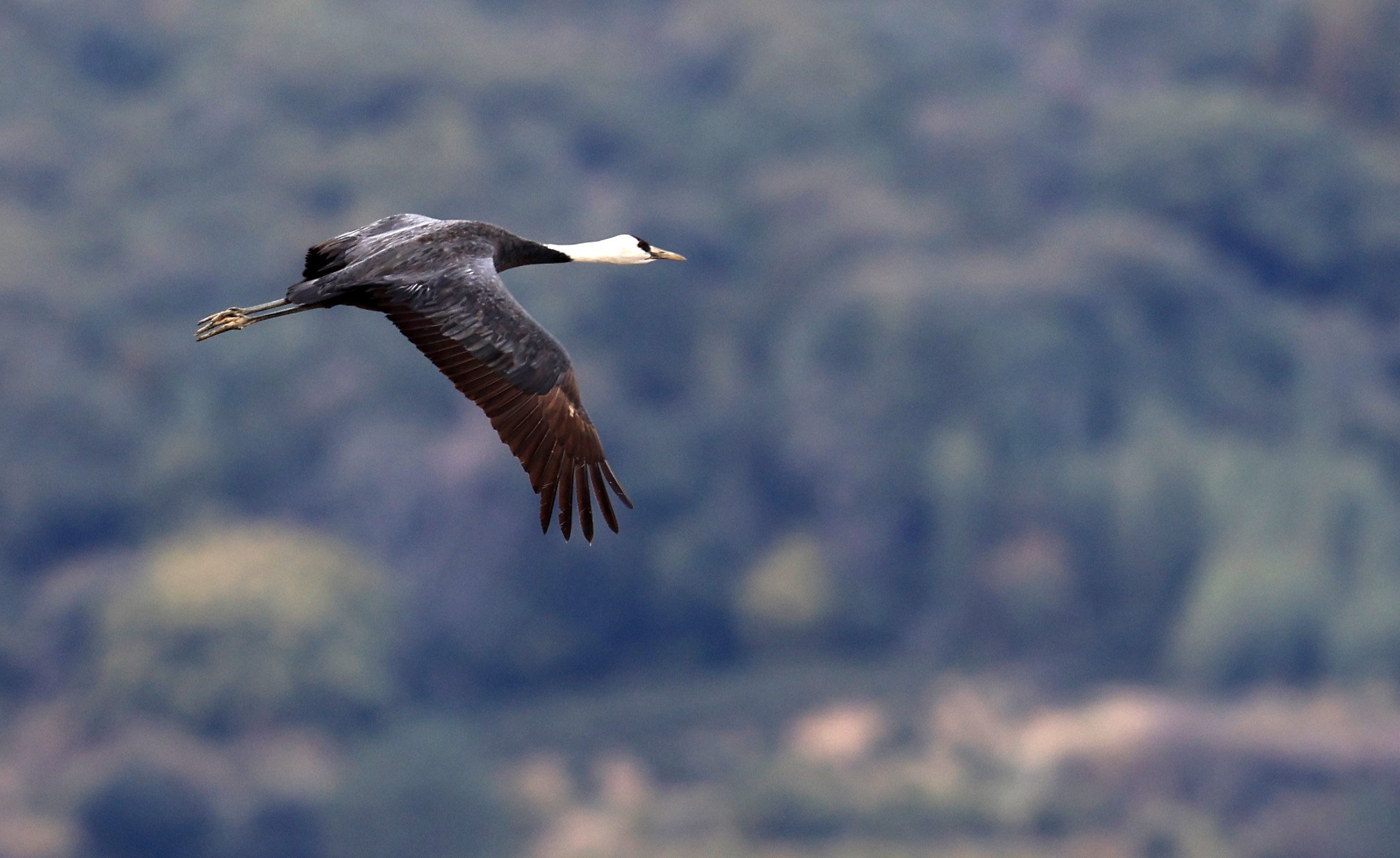 Hooded Crane (Grus monacha) Izumi Crane Park & Center, Izumi Kagoshima Kyushu Japan (77).jpg