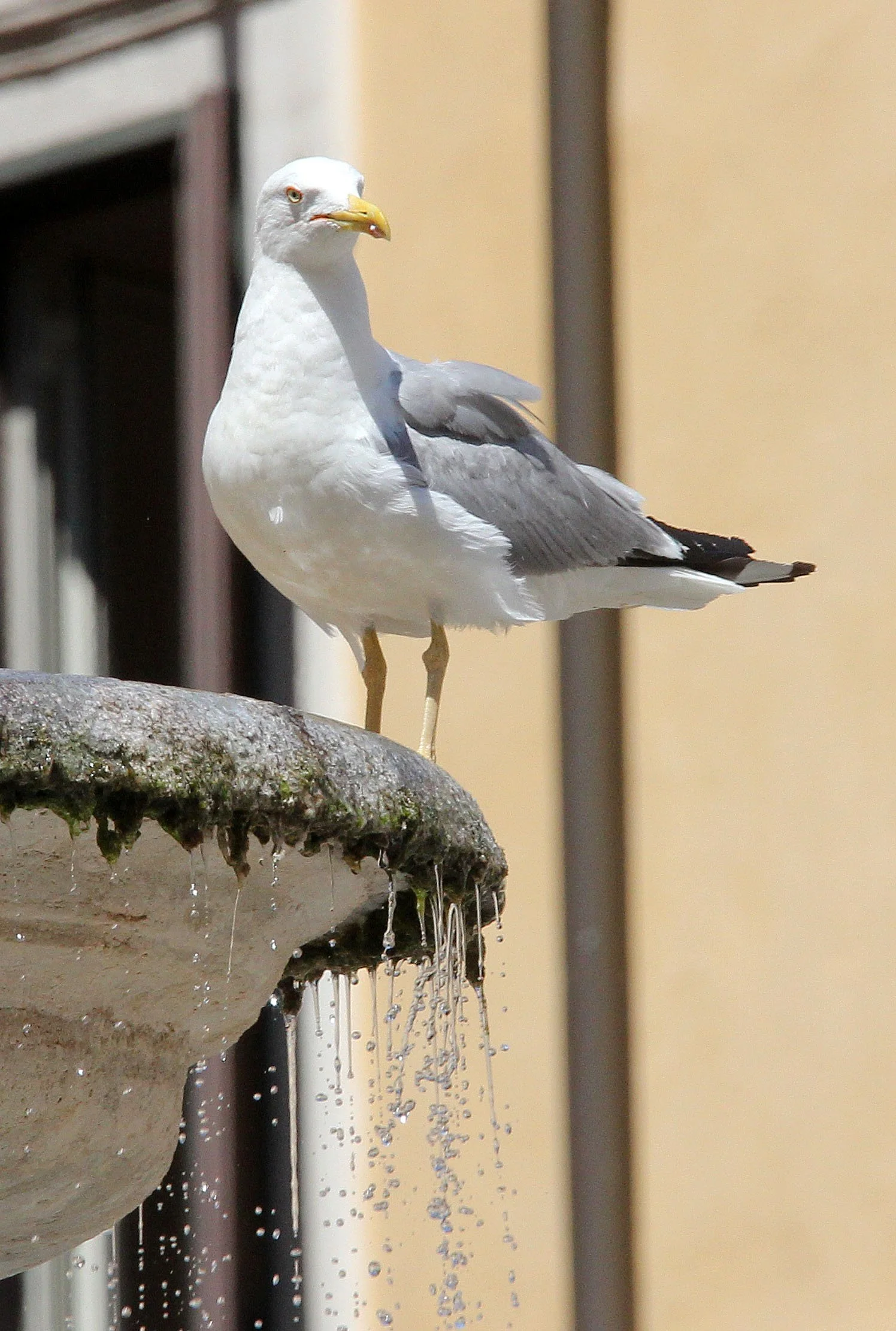 BIRD - GULL - YELLOW-LEGGED GULL - ROME ITALY (4).JPG