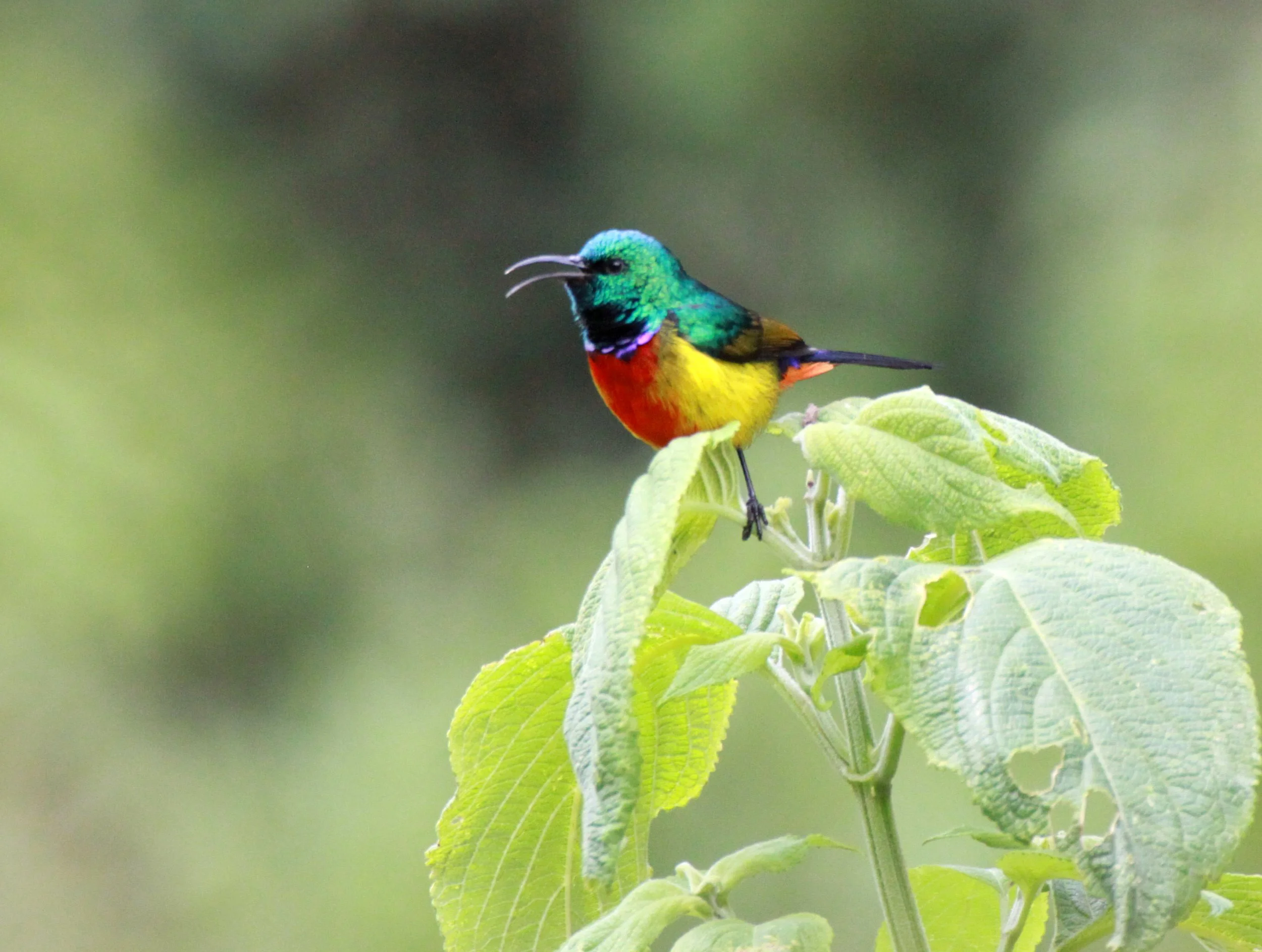 Regal Sunbird (Cinnyris regius) - RWENZORI NATIONAL PARK UGANDA (15).JPG