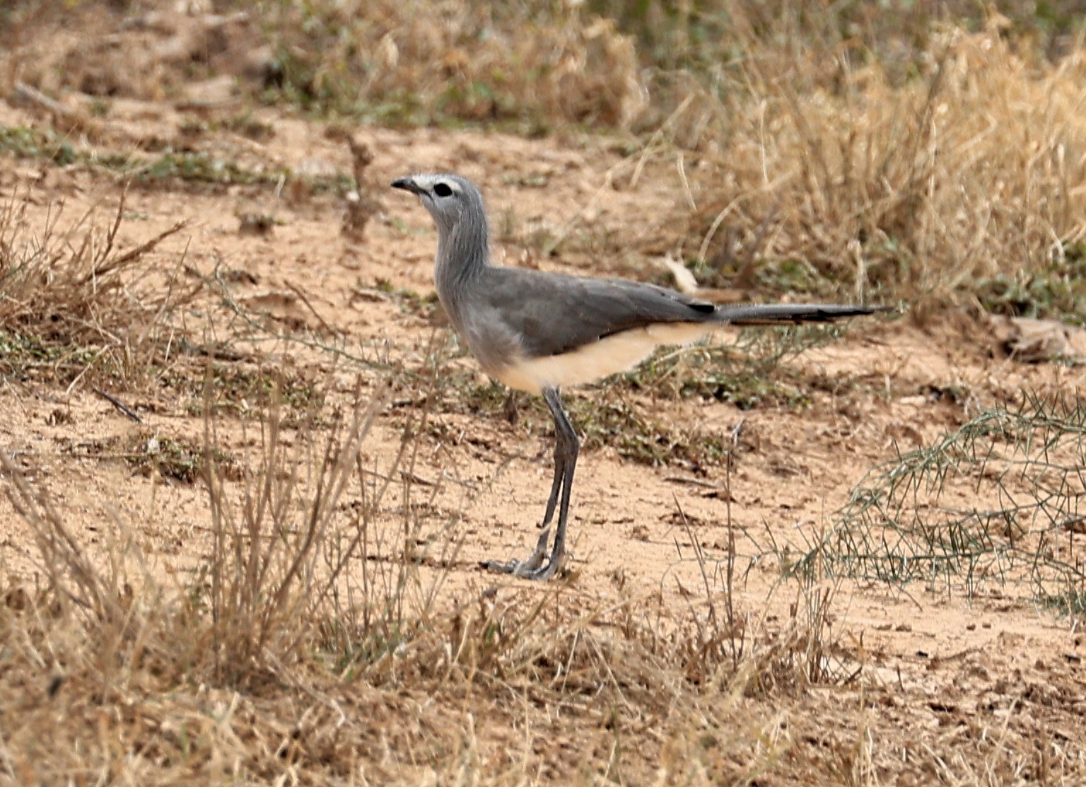 Black-legged Seriema (Chunga burmeisteri) Agua Dulce Paraguay (8).jpg