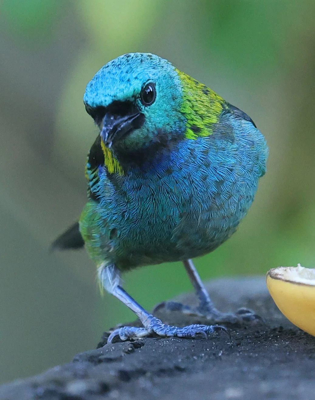 Green-headed Tanager (Tangara seledon)  Superagui National Park, Brazil (226).jpg