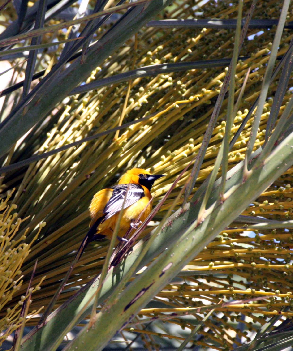 Hooded Oriole (Icterus cucullatus) Loreto Baja Mexico (22).JPG
