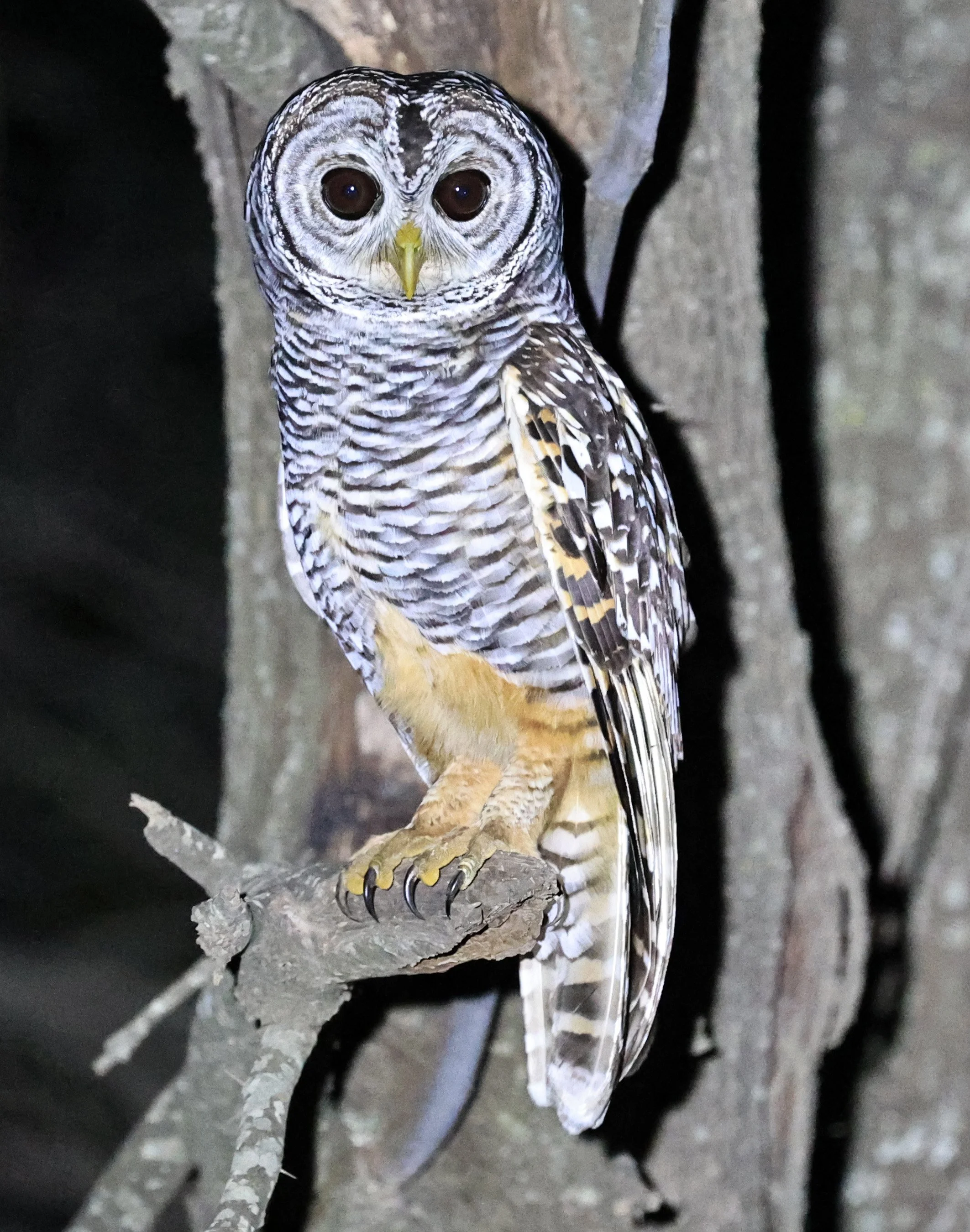 Chaco Owl (Strix chacoensis) Estancia Campo'í Paraguay (57).jpg