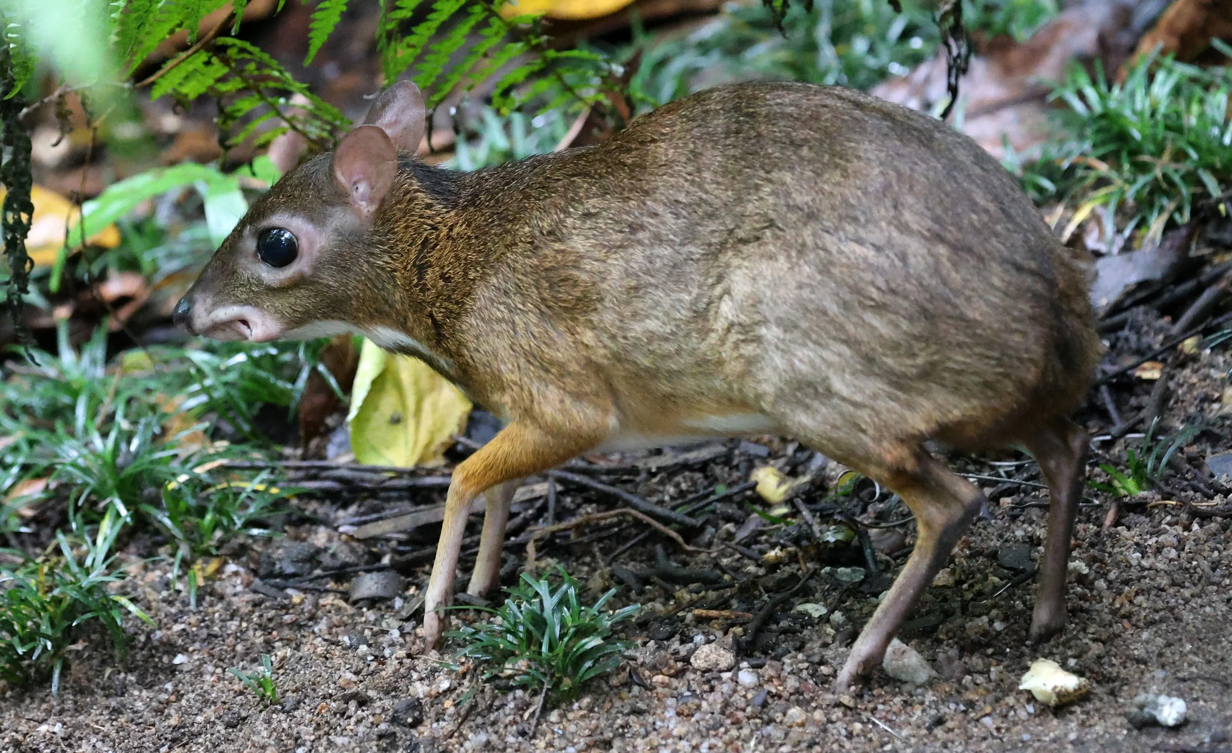 Javan Chevrotain (Tragulus javanicus) Khao Kiew Mountain Open Zoo Chonburi Thailand (8).jpg