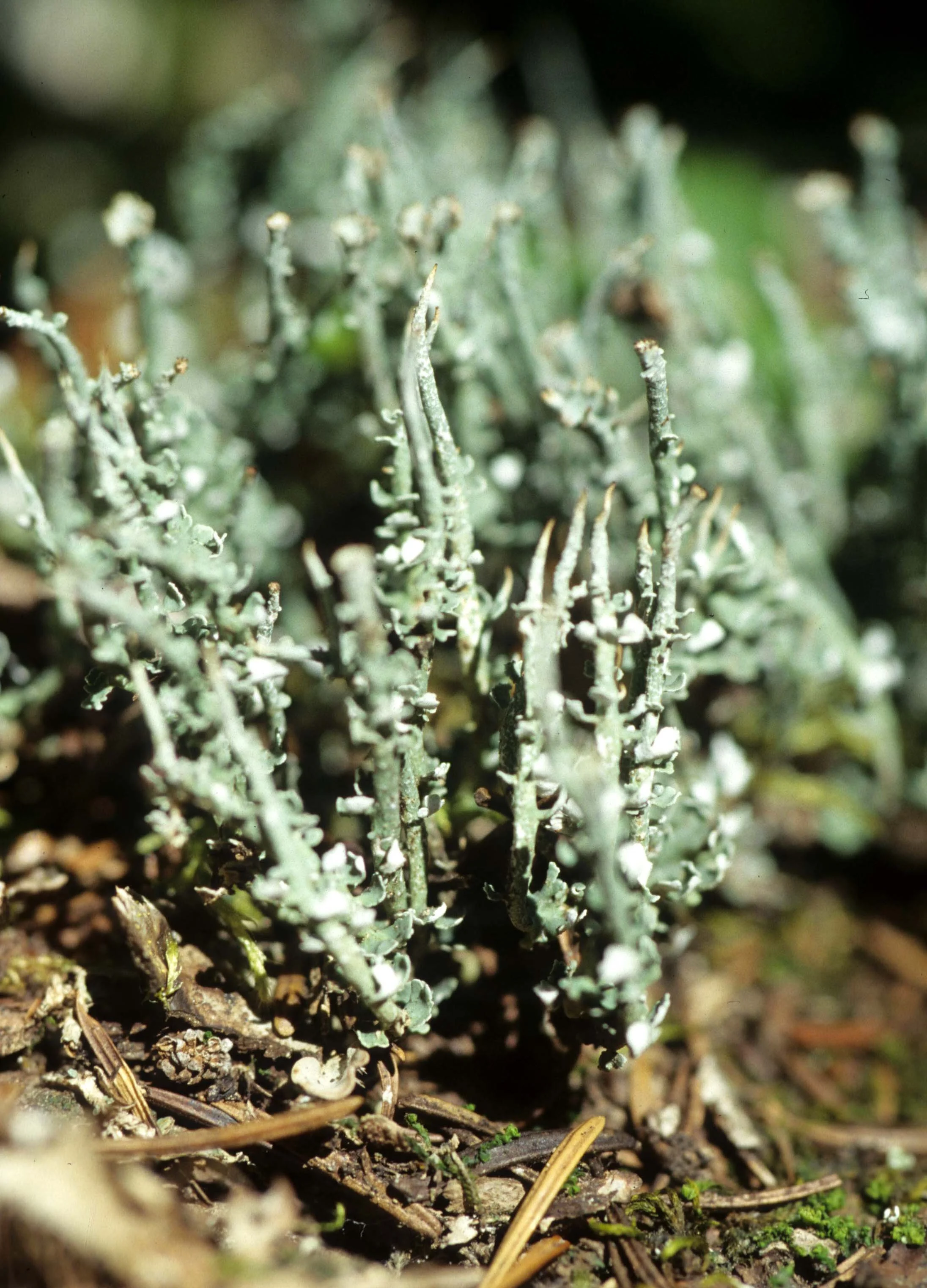 MONTANA - GLACIER - LICHEN - FRUTICOSE (2).jpg