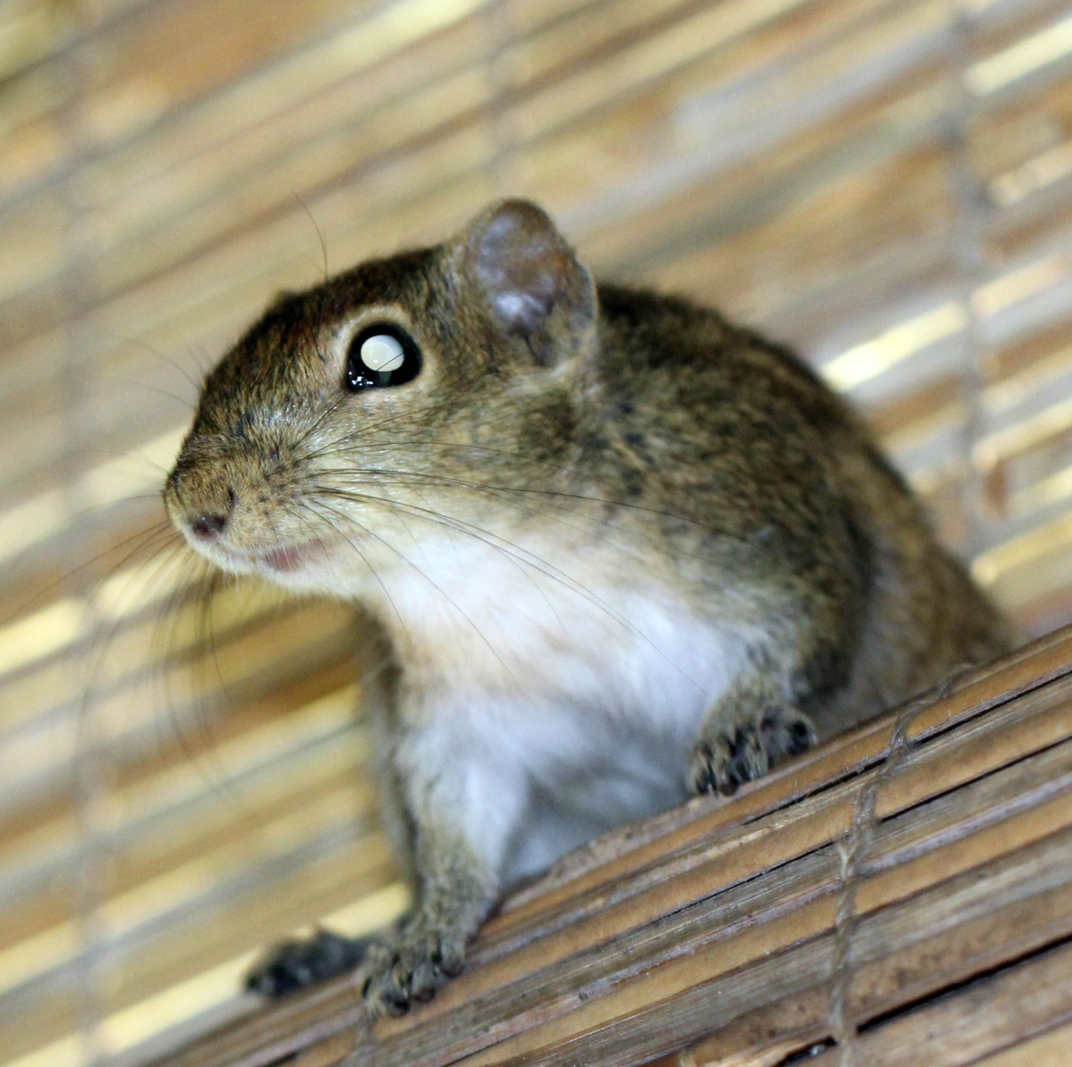 Funambulus palmarum - THREE-STRIPED (INDIAN) PALM SQUIRREL -  SIGIRIYA FOREST AND FORTRESS AREA SRI LANKA - PHOTO BY SOM SMITH (10).JPG