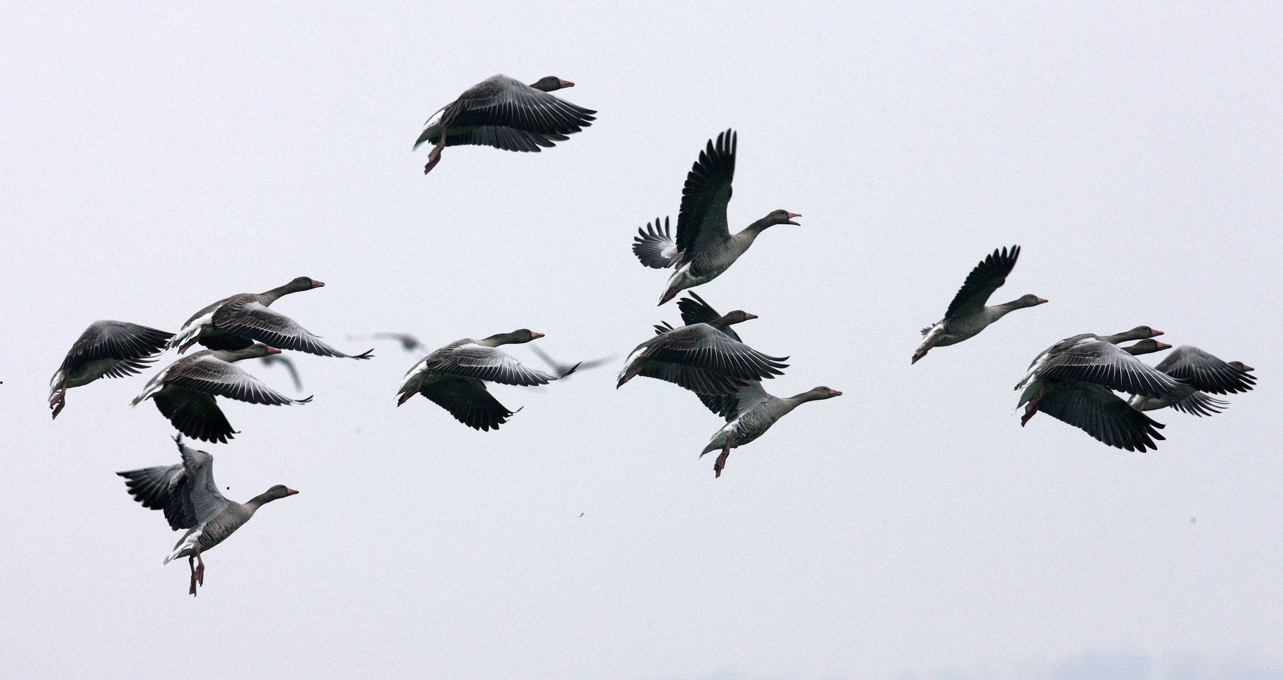 GOOSE - GREYLAG GOOSE - Anser anser - NANJI HILL RESERVE POYANG LAKE, JIANGXI PROVINCE, CHINA (89).JPG
