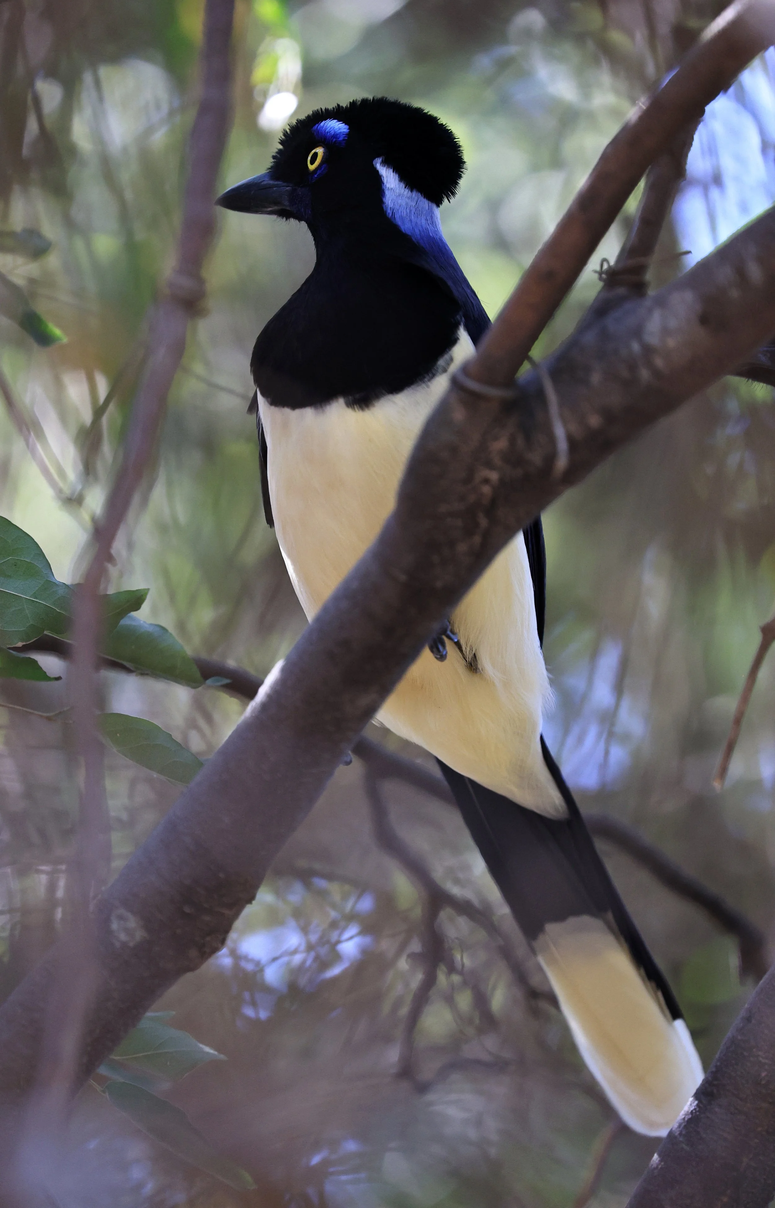 Plush-crested Jay (Cyanocorax chrysops) Agua Dulce Paraguay (15).jpg