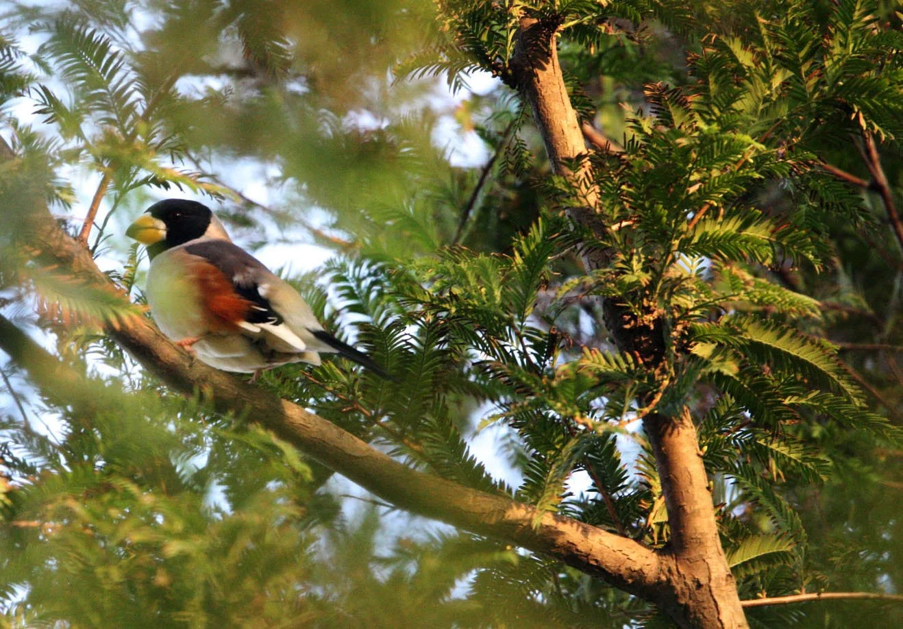 Chinese Grosbeak (Eophona migratoria) Nankou Rudong China (6).JPG