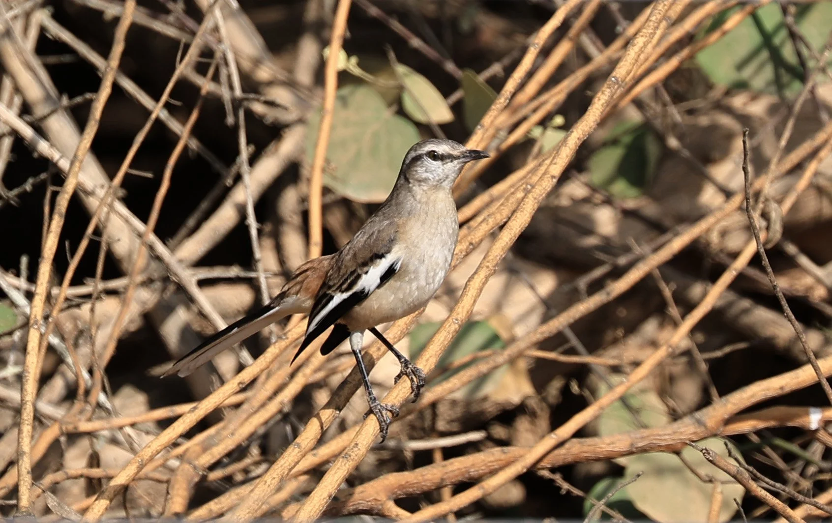 White-banded Mockingbird (Mimus triurus) Hotel Campestre Iparoma Paraguay (5).jpg