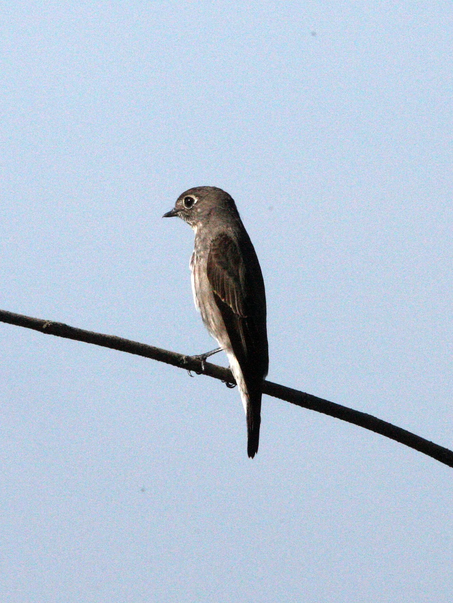 FLYCATCHER - DARK-SIDED FLYCATCHER - Muscicapa sibirica - KAENG KRACHAN NP THAILAND (14).JPG