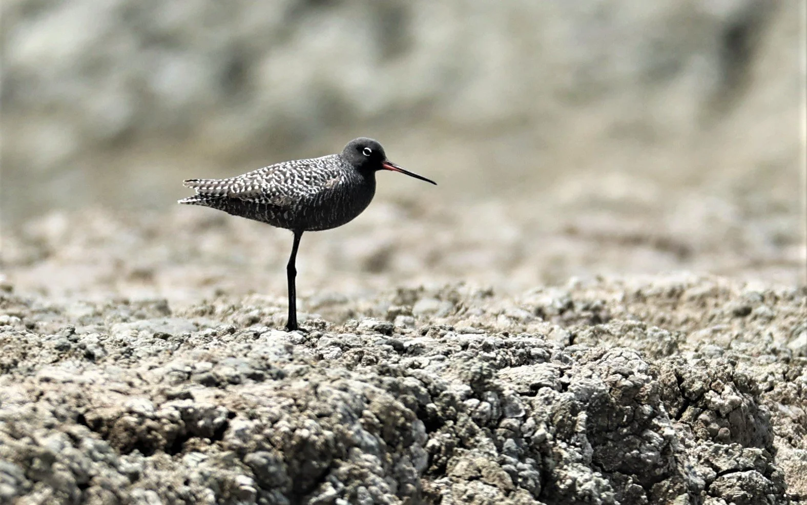 REDSHANK - SPOTTED REDSHANK - Tringa erythropus - CHACHOENGSAO SALT PONDS SALT CAFE MAY 7 2022 (61).jpg