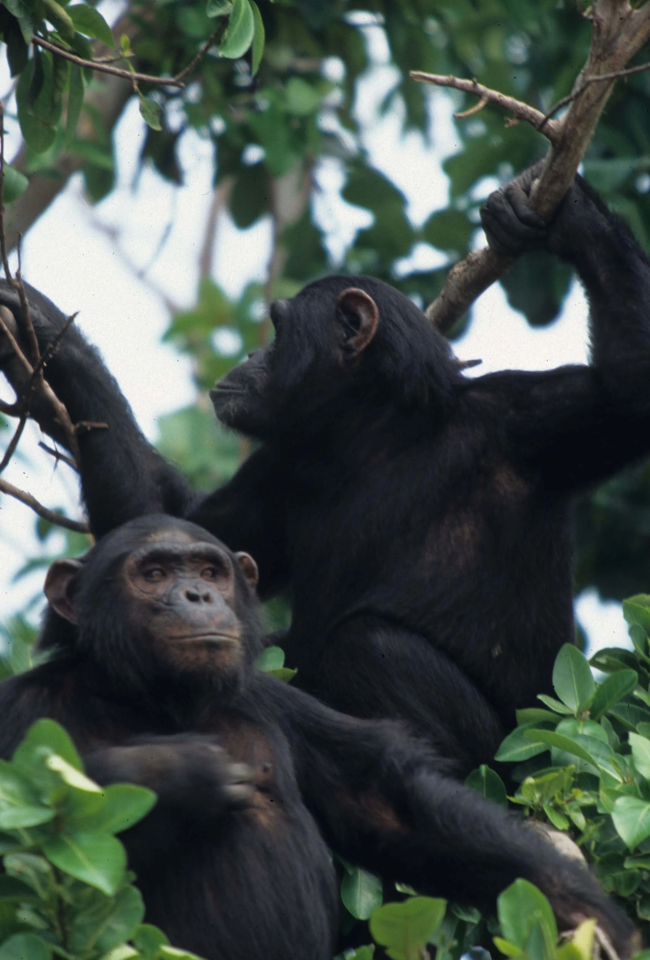 PRIMATE - CHIMP - UGANDA 12.jpg