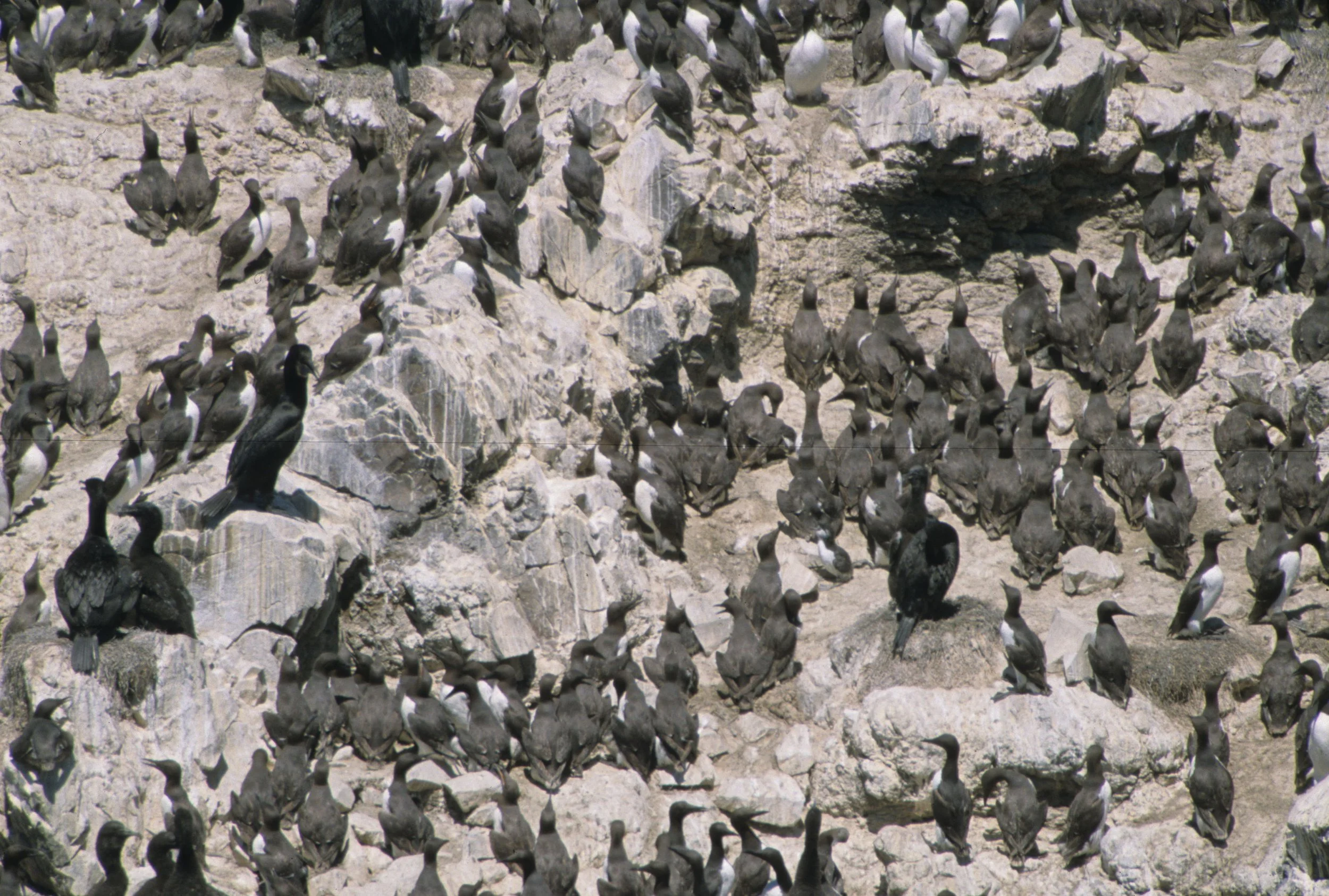 Uria aalge - COMMON MURRE - YAQUINA HEAD OREGON (2).jpg