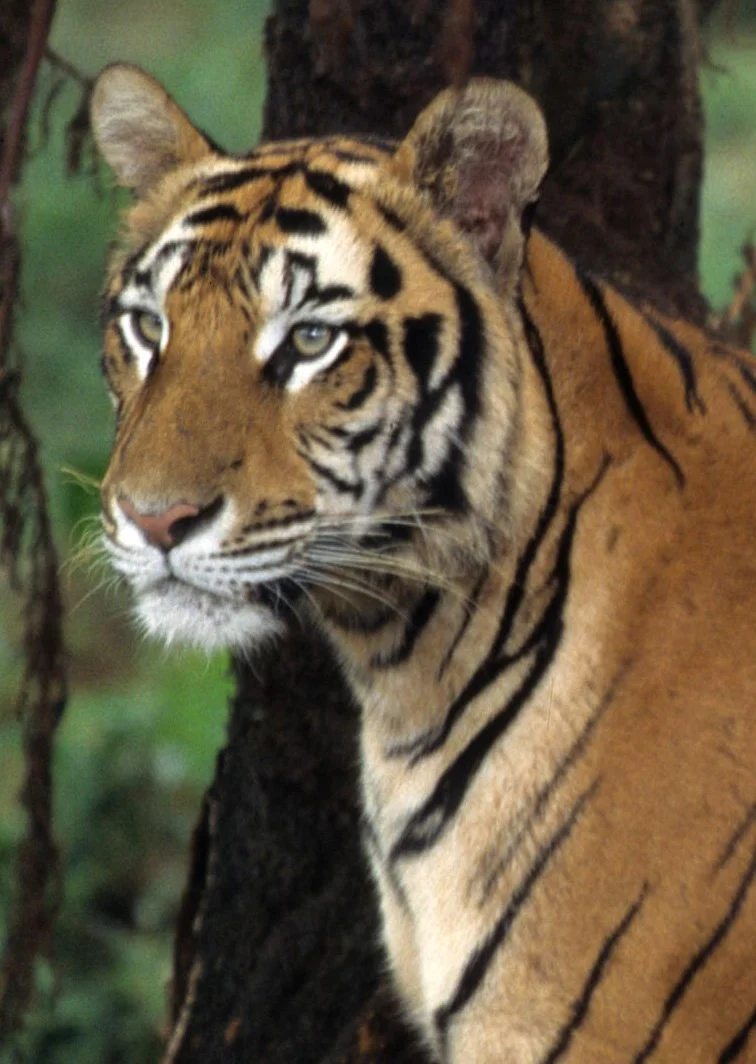 TIGER C1.jpg