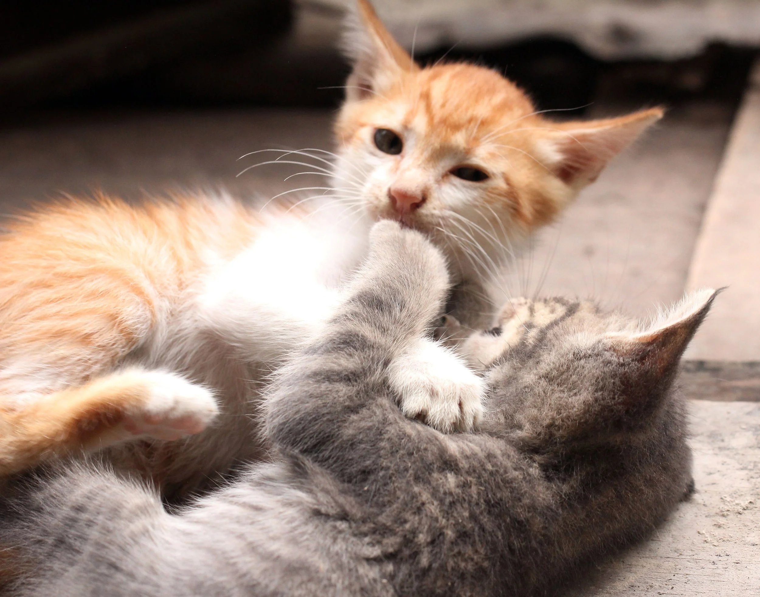 2015 Koh Lanta October Break Trip  (278).JPG