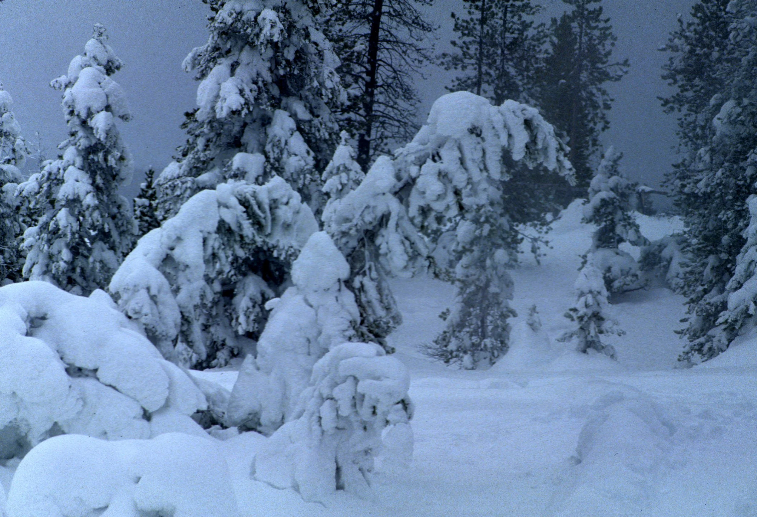 YELLOWSTONE IN WINTER - SNOW BURDON.jpg