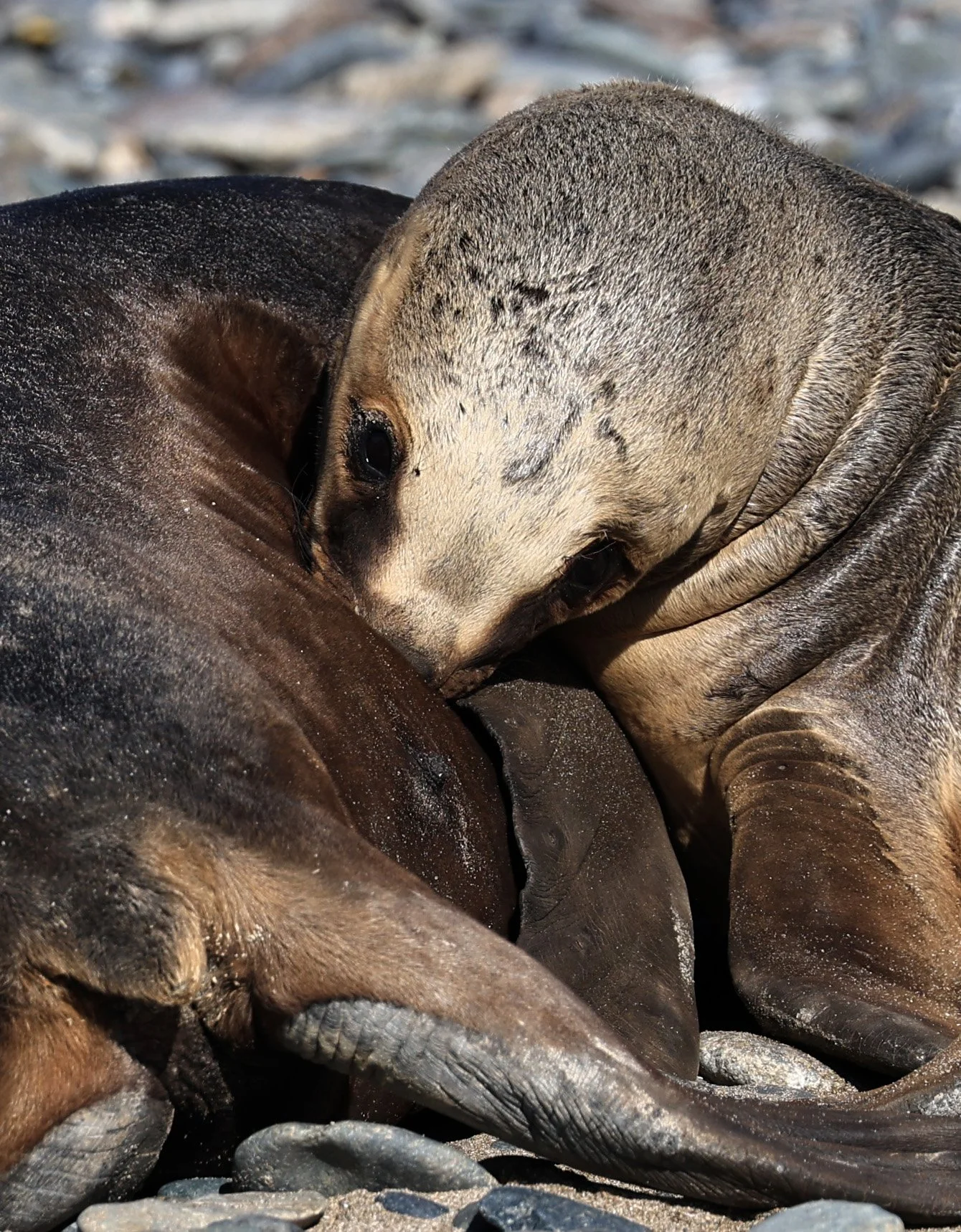 South American Sea Lion (Otaria flavescens) Puerto Rawson Argentina (50).jpg