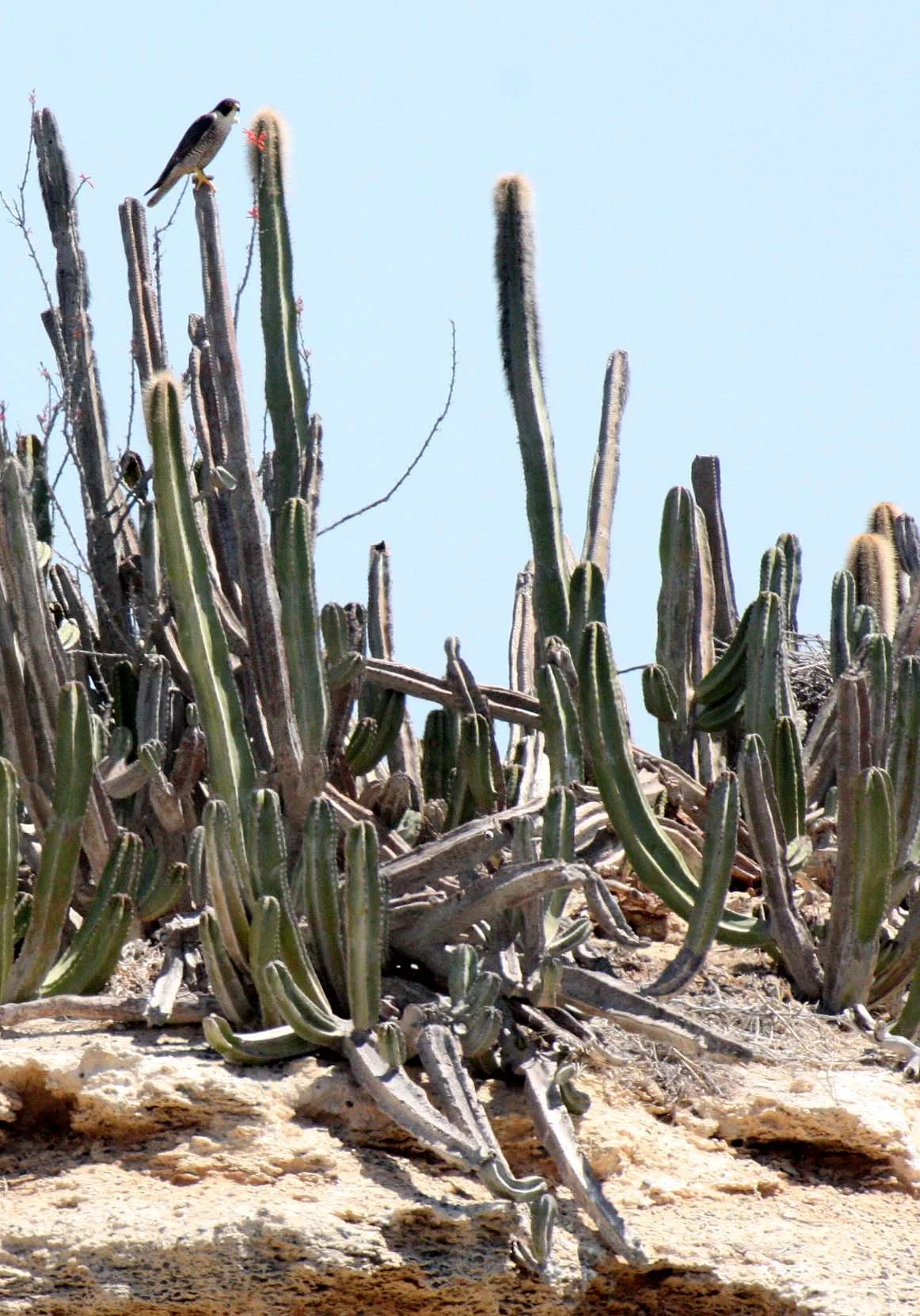 Falco peregrinus anatum - AMERICAN PEREGRINE FALCON - SAN IGNACIO LAGOON BAJA MEXICO (1).JPG